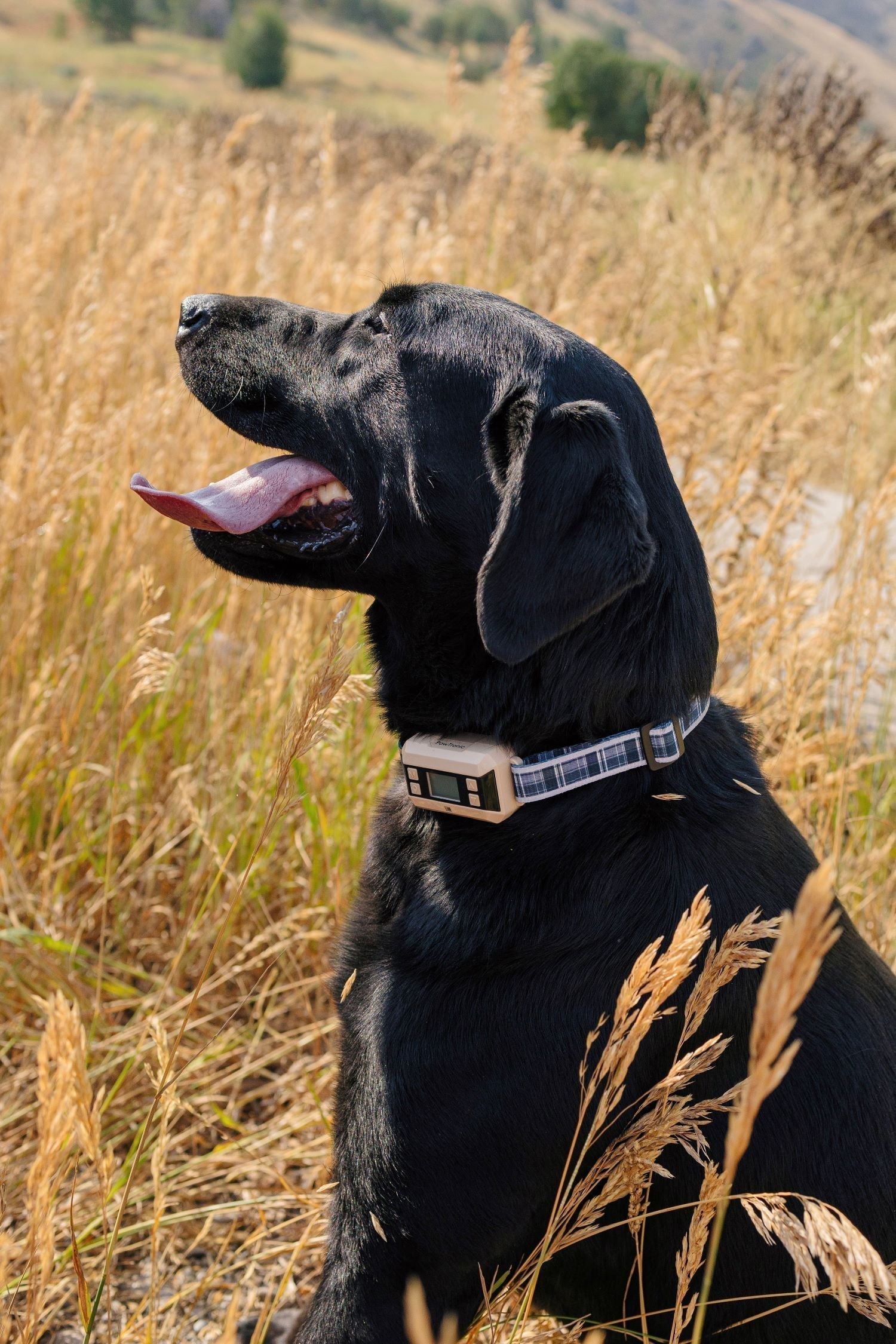 Safety Tips for Using GPS Dog Collars in Different Environments