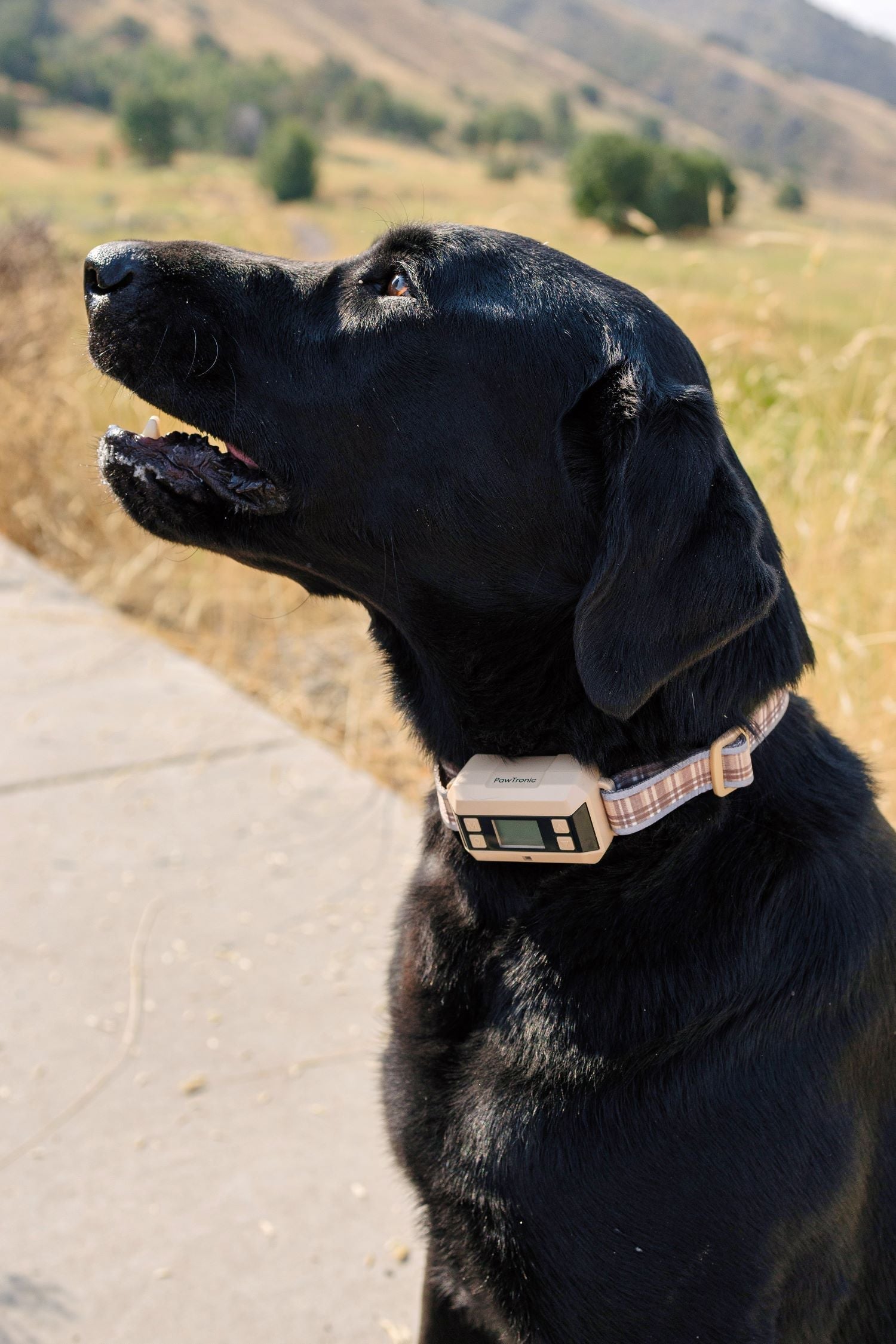 Creative Custom Dog Collar Designs
