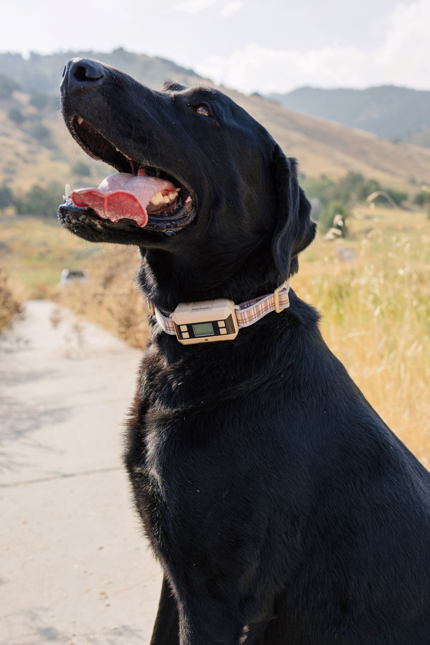 Invisible dog fences