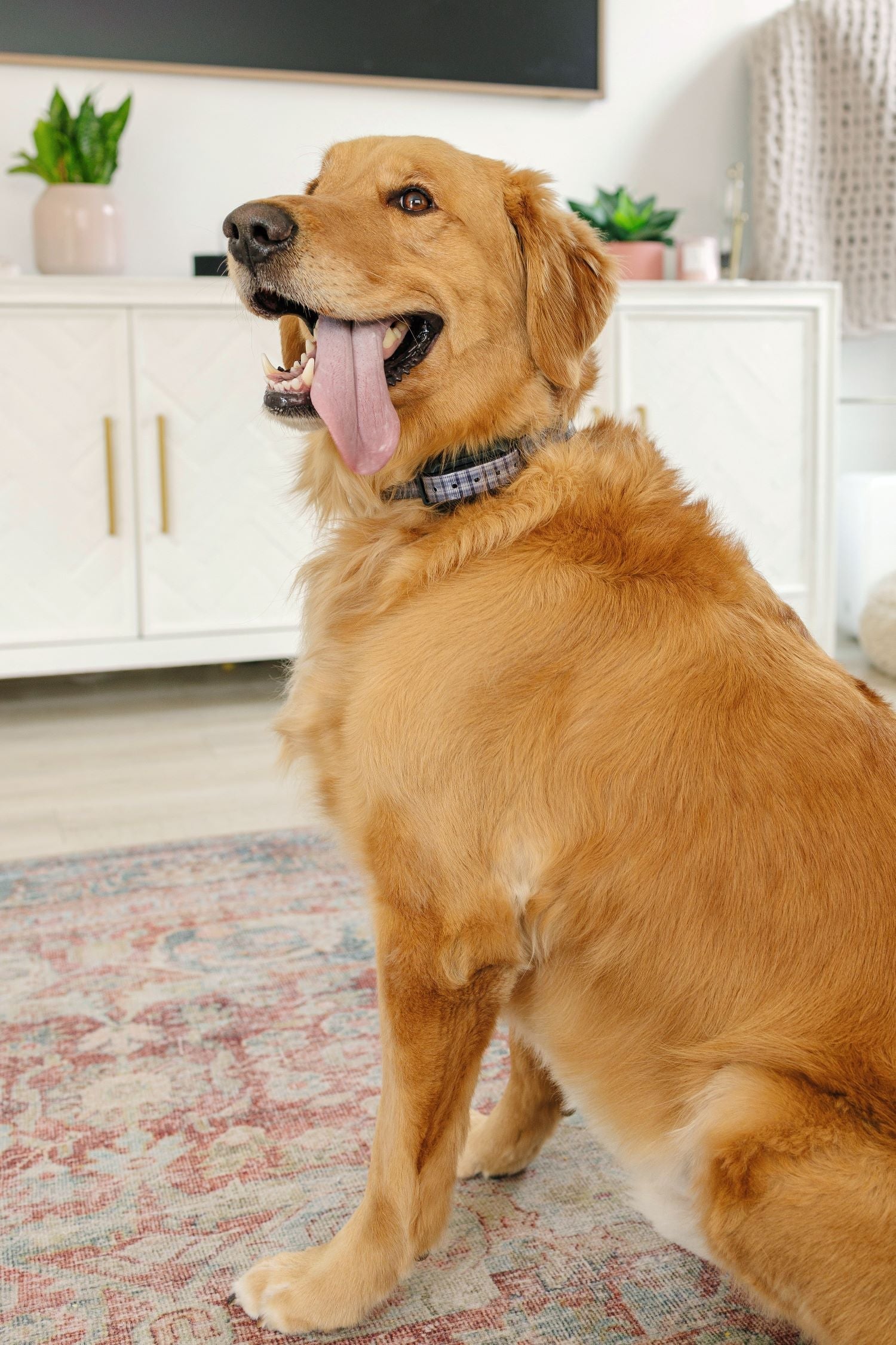 Battery Life Problems? Tips for Extending Your Wireless Dog Collar's Charge