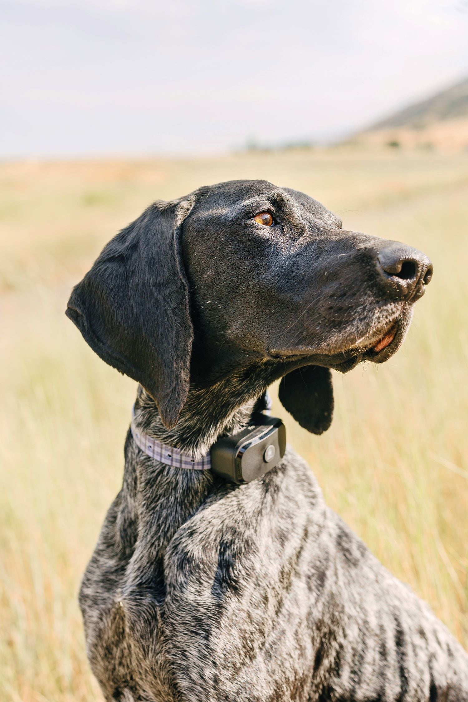 Custom Dog Collars for Special Occasions
