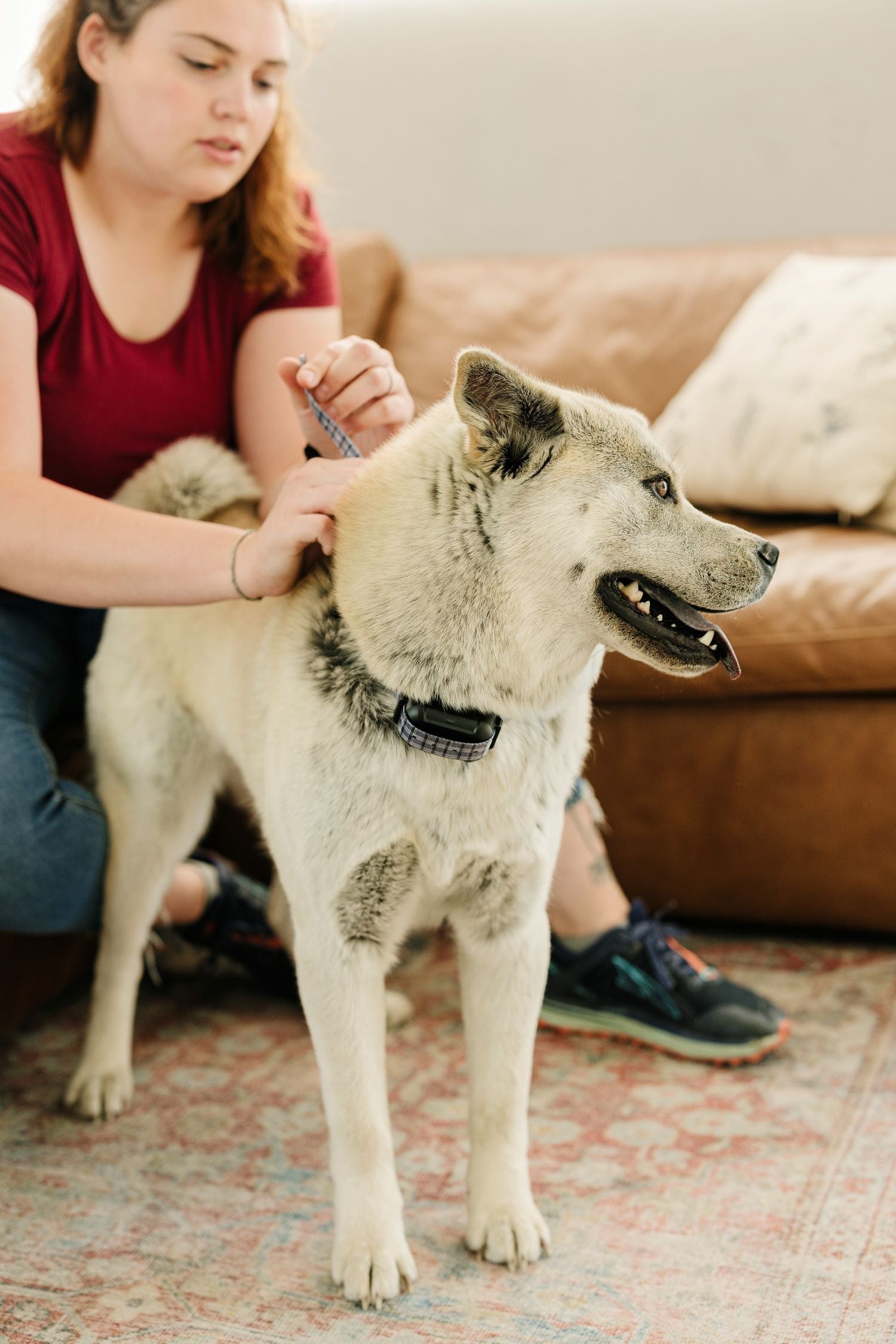 Travel with Your Wireless Dog Collar