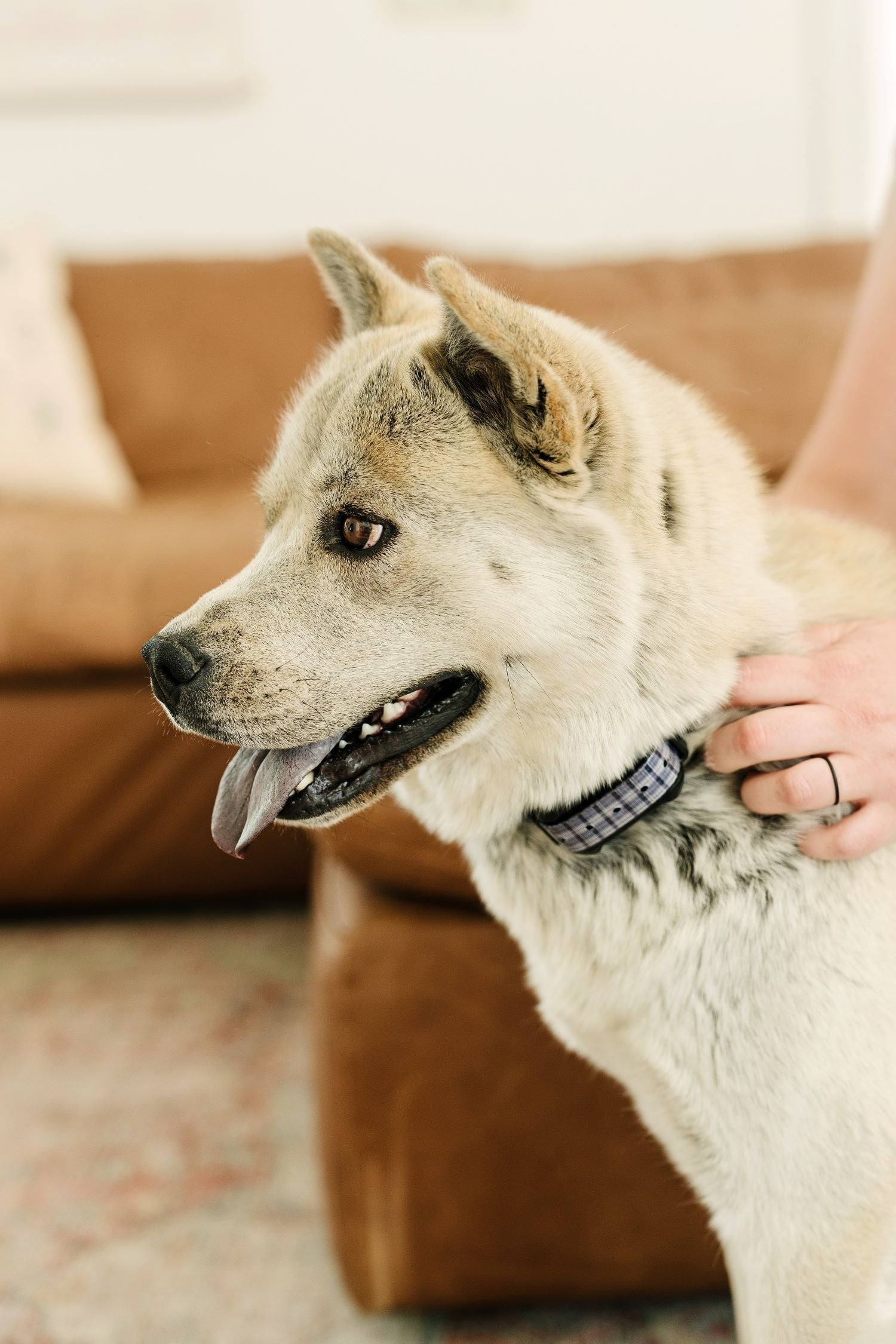 Choosing the Right Materials for Your Custom Pet Collar