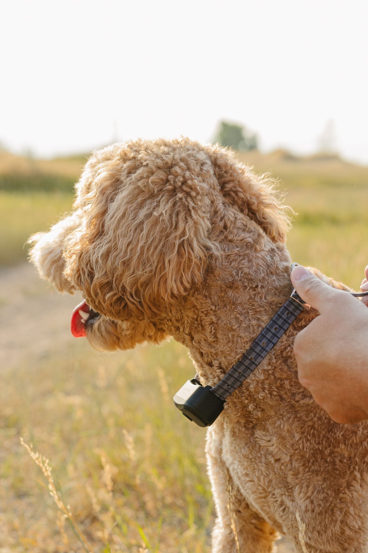 GPS Dog Collars for Training and Behavior Modification