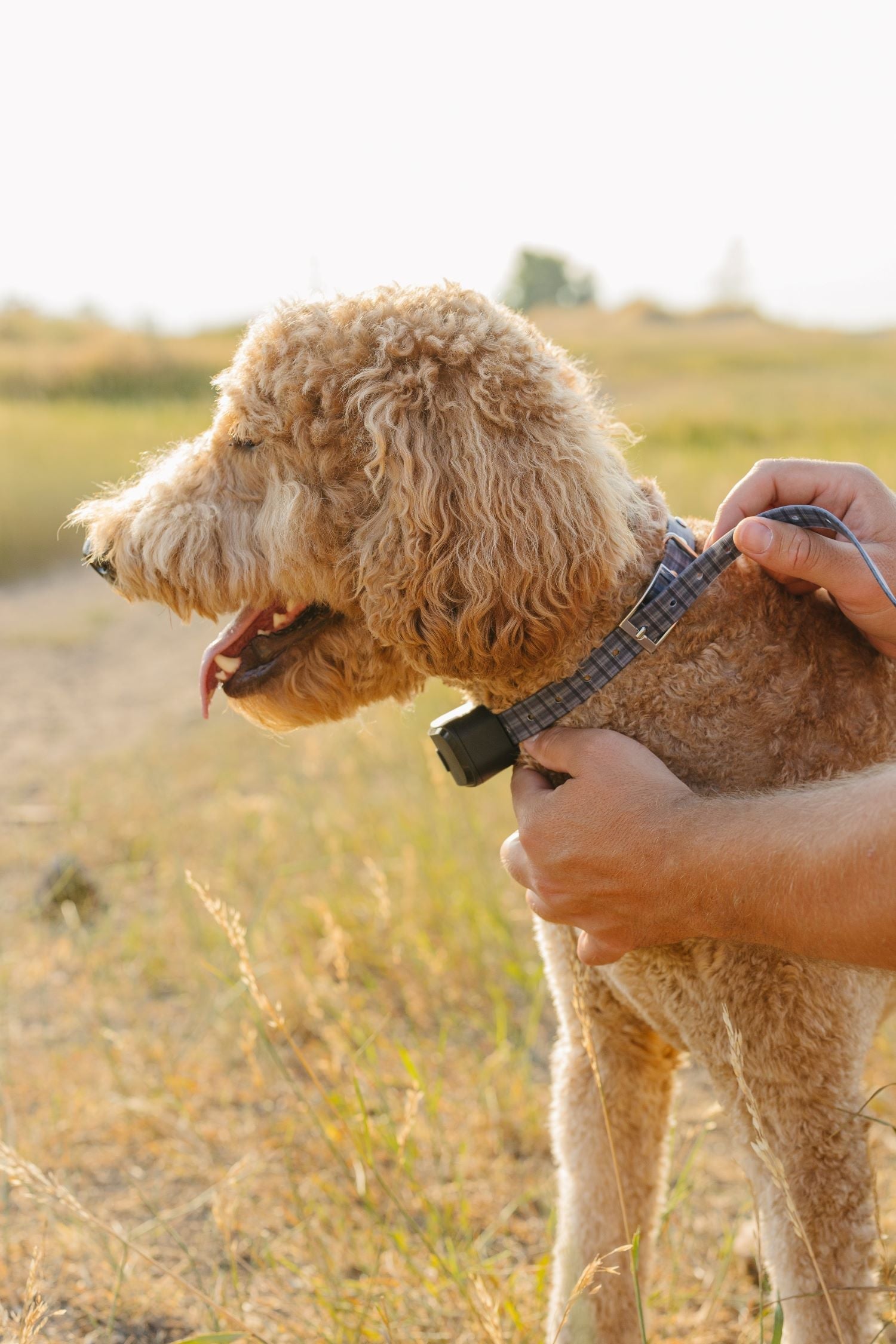 GPS Collar tracking