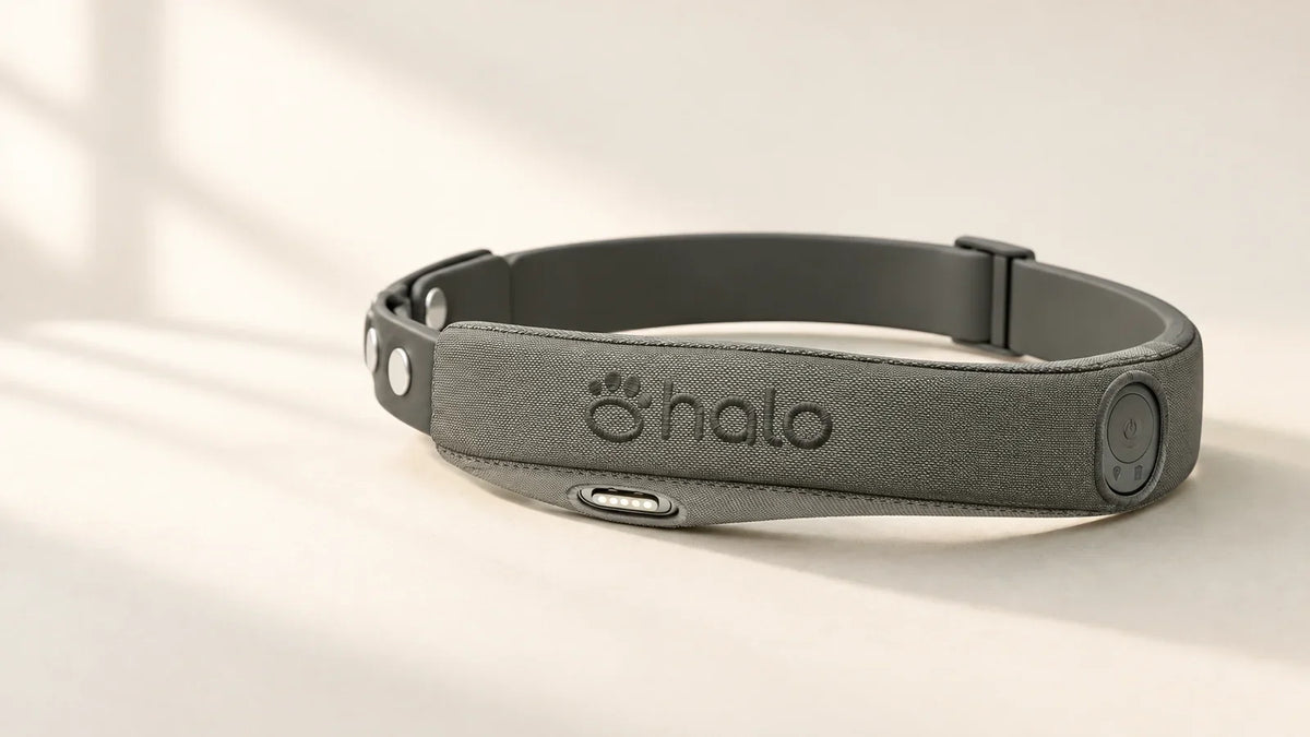 Graphite Halo Collar 5 GPS dog fence collar on an ivory background