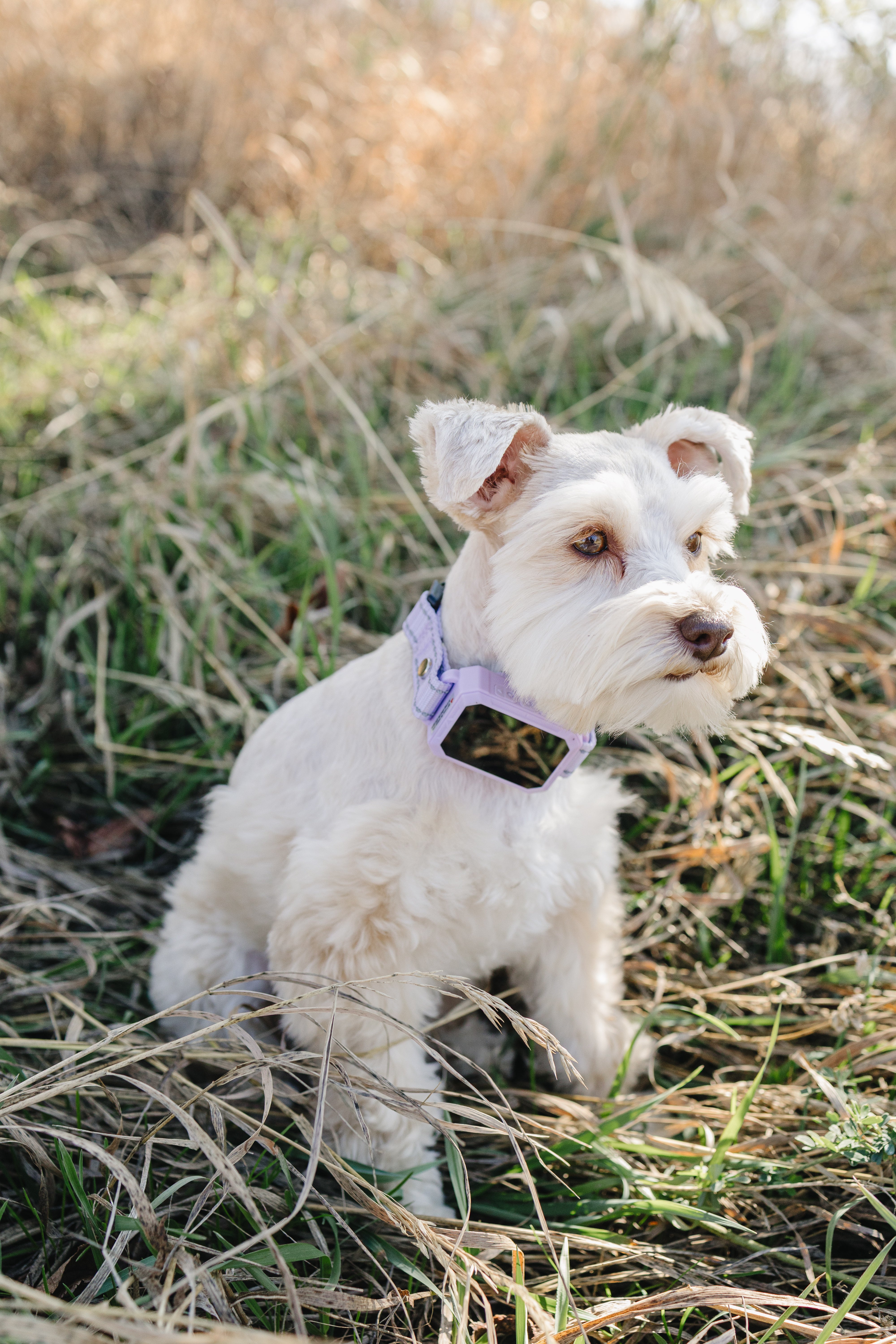 PawTronic Pro Series 2 - Wireless GPS Dog Fence