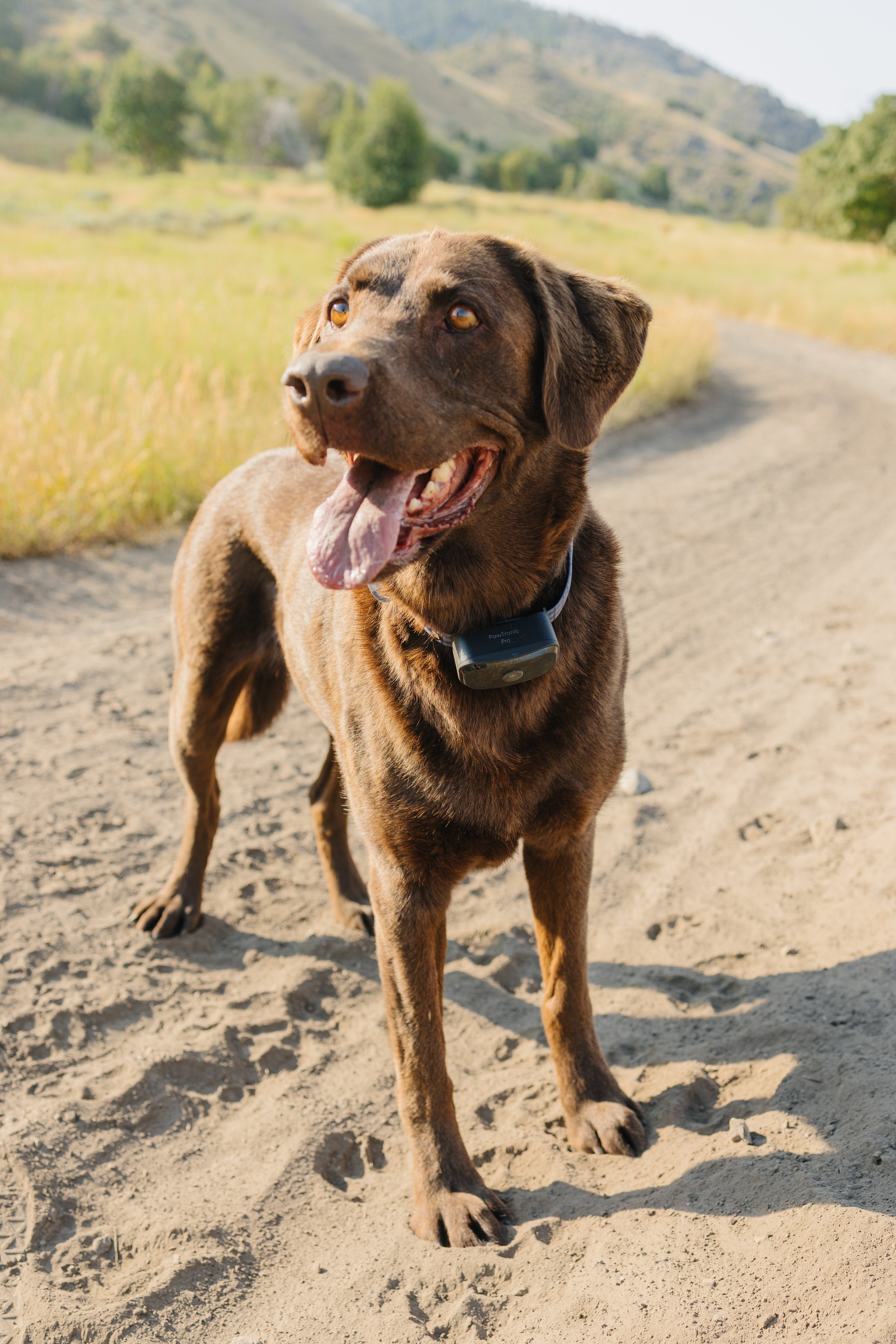 PawTronic Pro Series - Wireless GPS Dog Fence