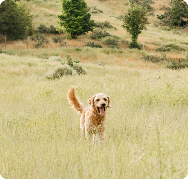 Indoor vs Outdoor vs Portable Dog Fence: A PawTronic Guide