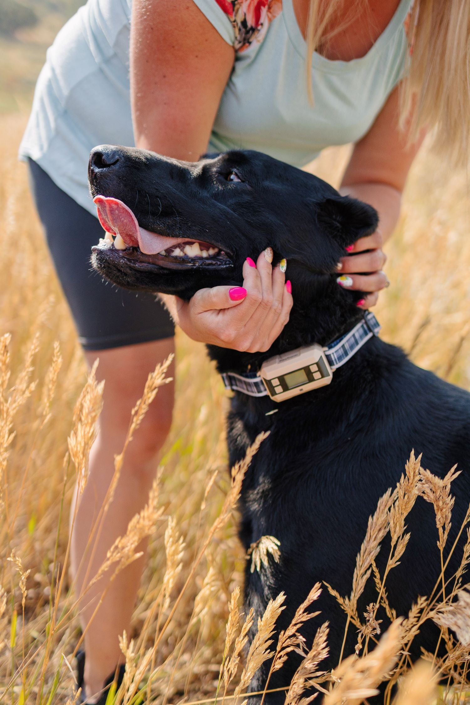 Common Dog Collar App Problems & How to Fix Them 