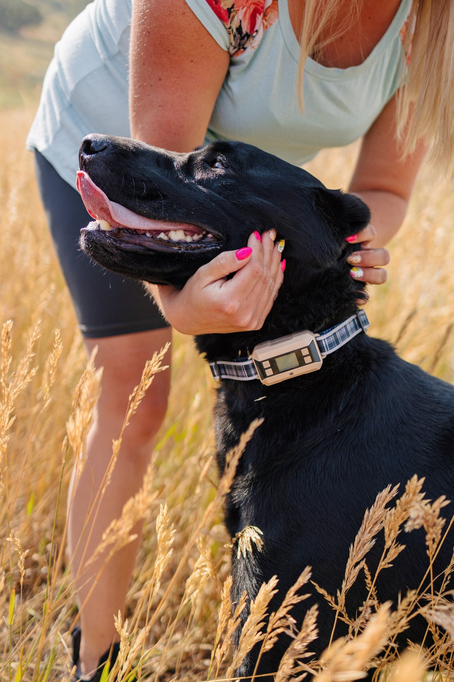  Best Wireless Dog Fence