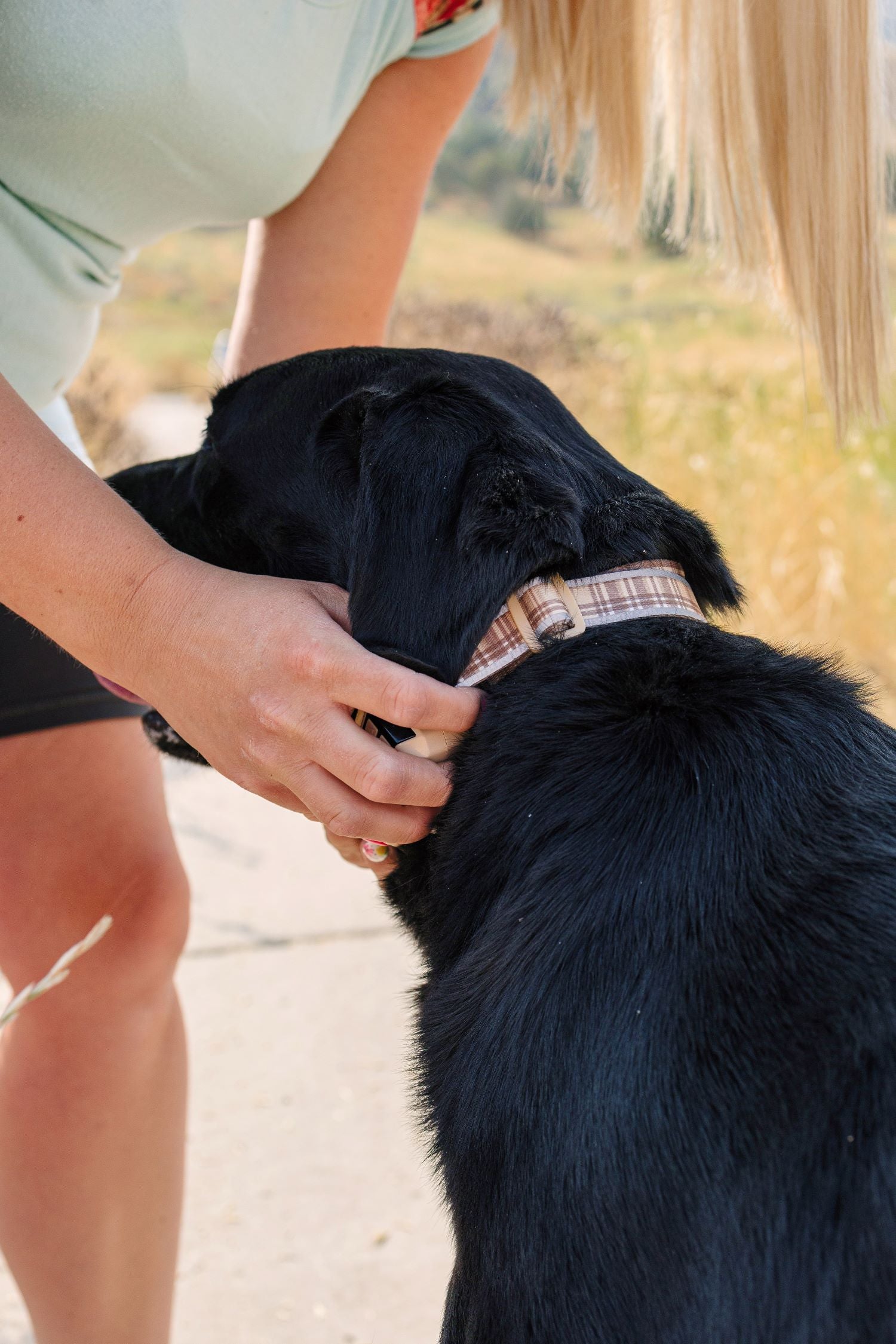 Wireless Dog Collars for Multi-Dog Households