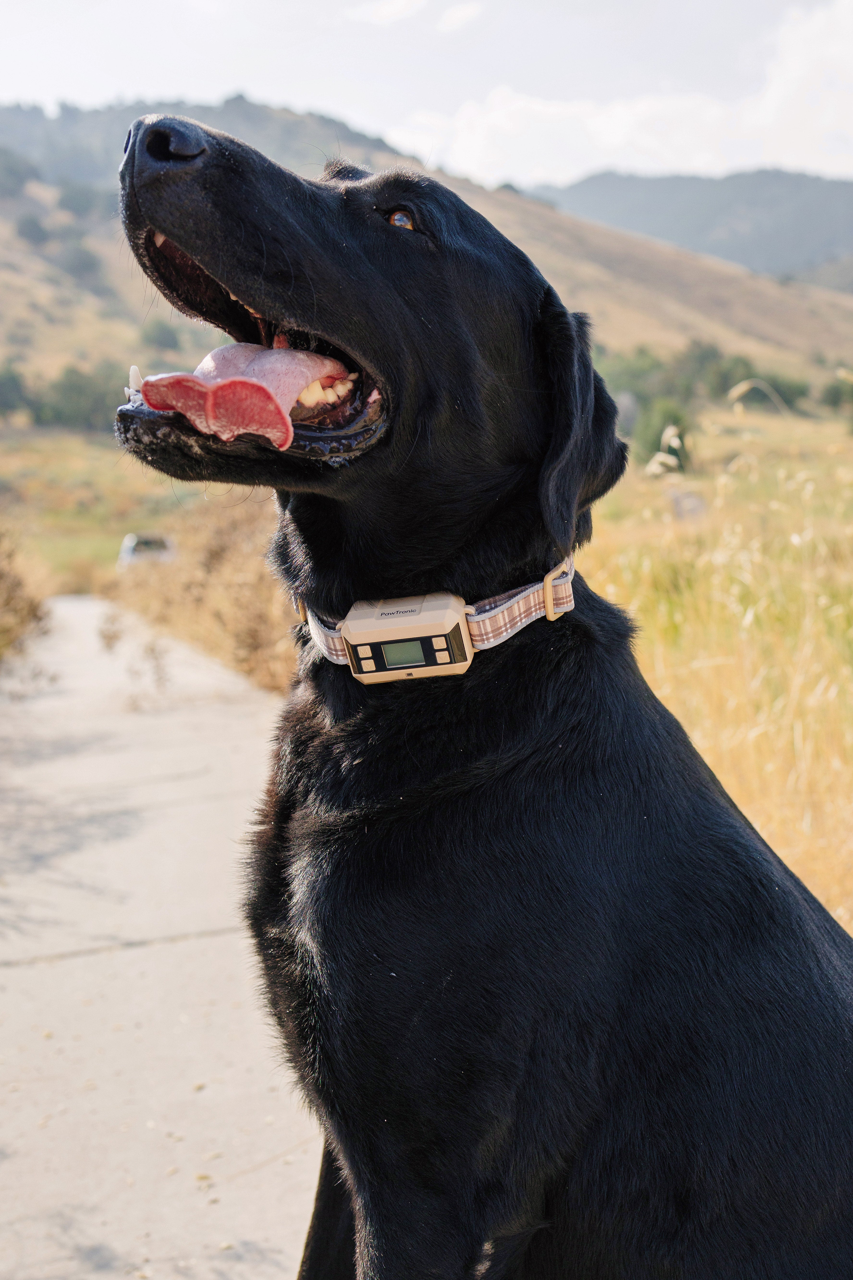 A Must-Have Portable Wireless Dog Fence for Travel