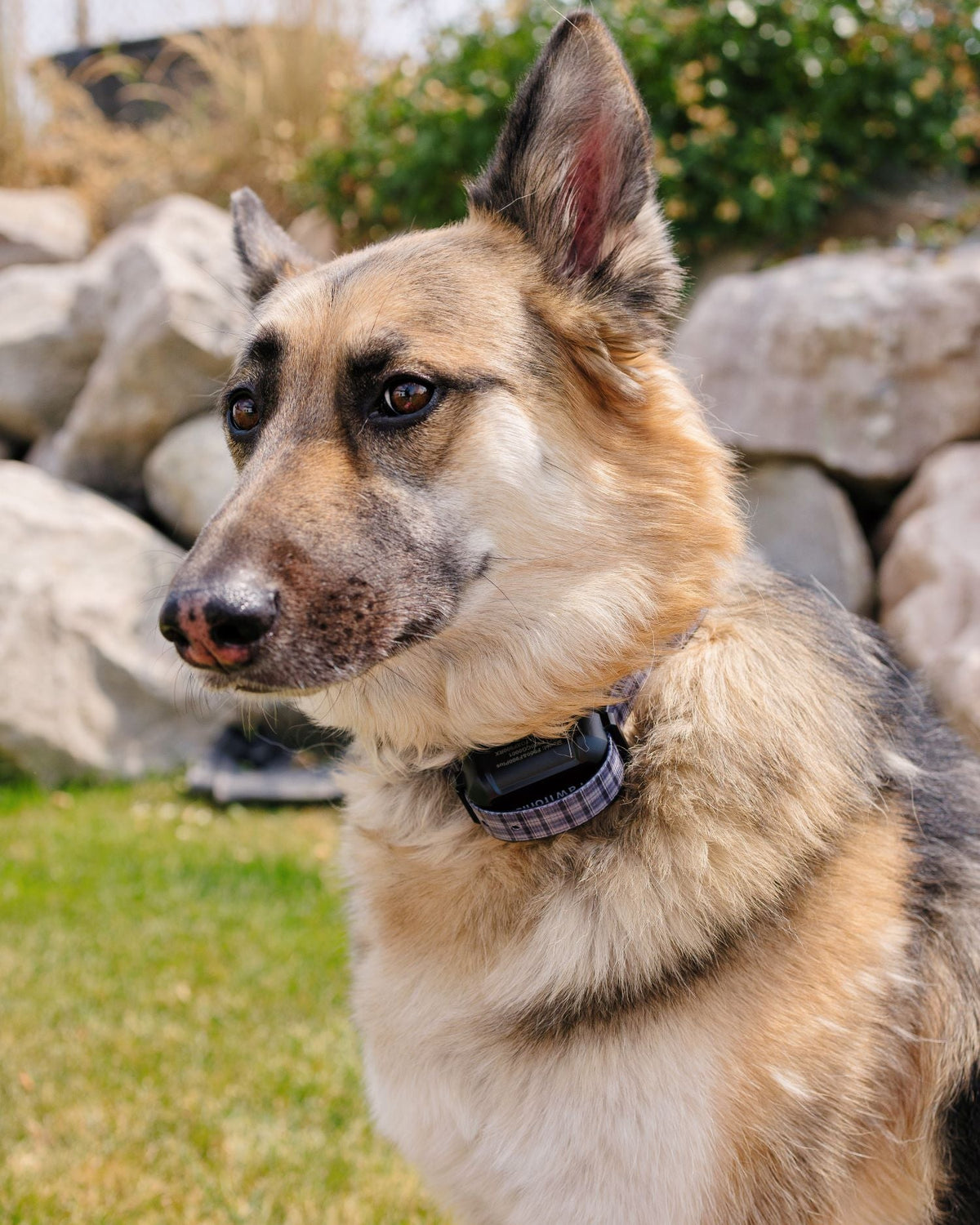 When to Upgrade Your Wireless Dog Collar: Recognizing Signs of Wear and Tear