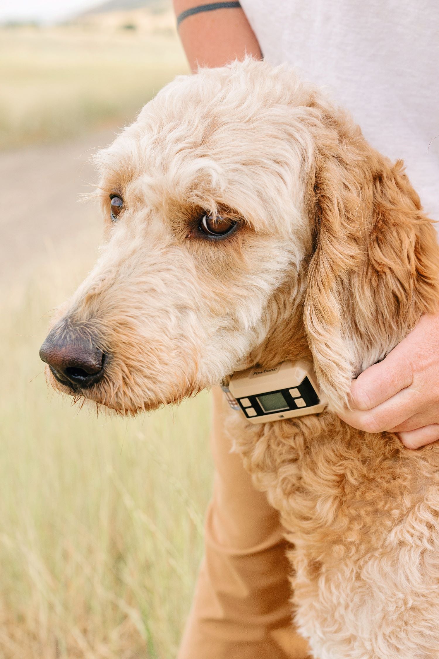 How to Set Up a Wireless Dog Fence System