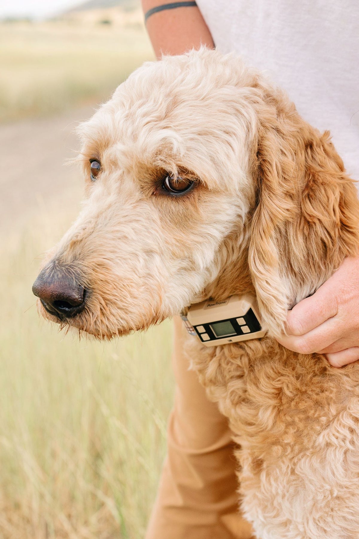 View of How to Set Up a Wireless Dog Fence System