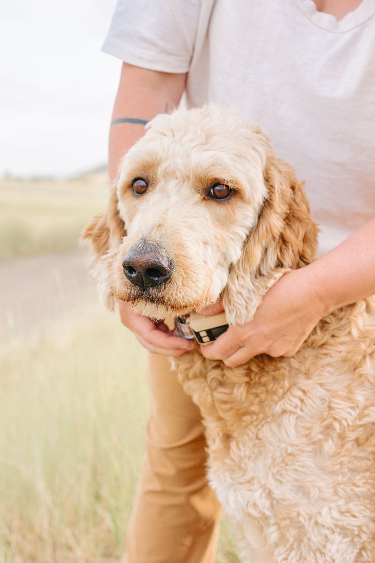 7  Steps to Groom Your Dog