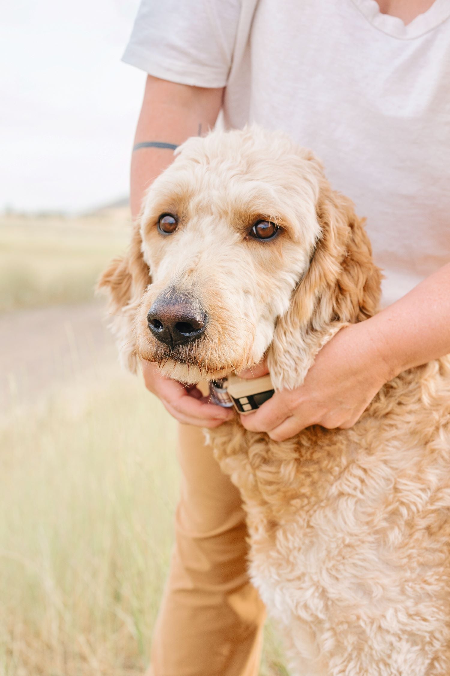 7  Steps to Groom Your Dog