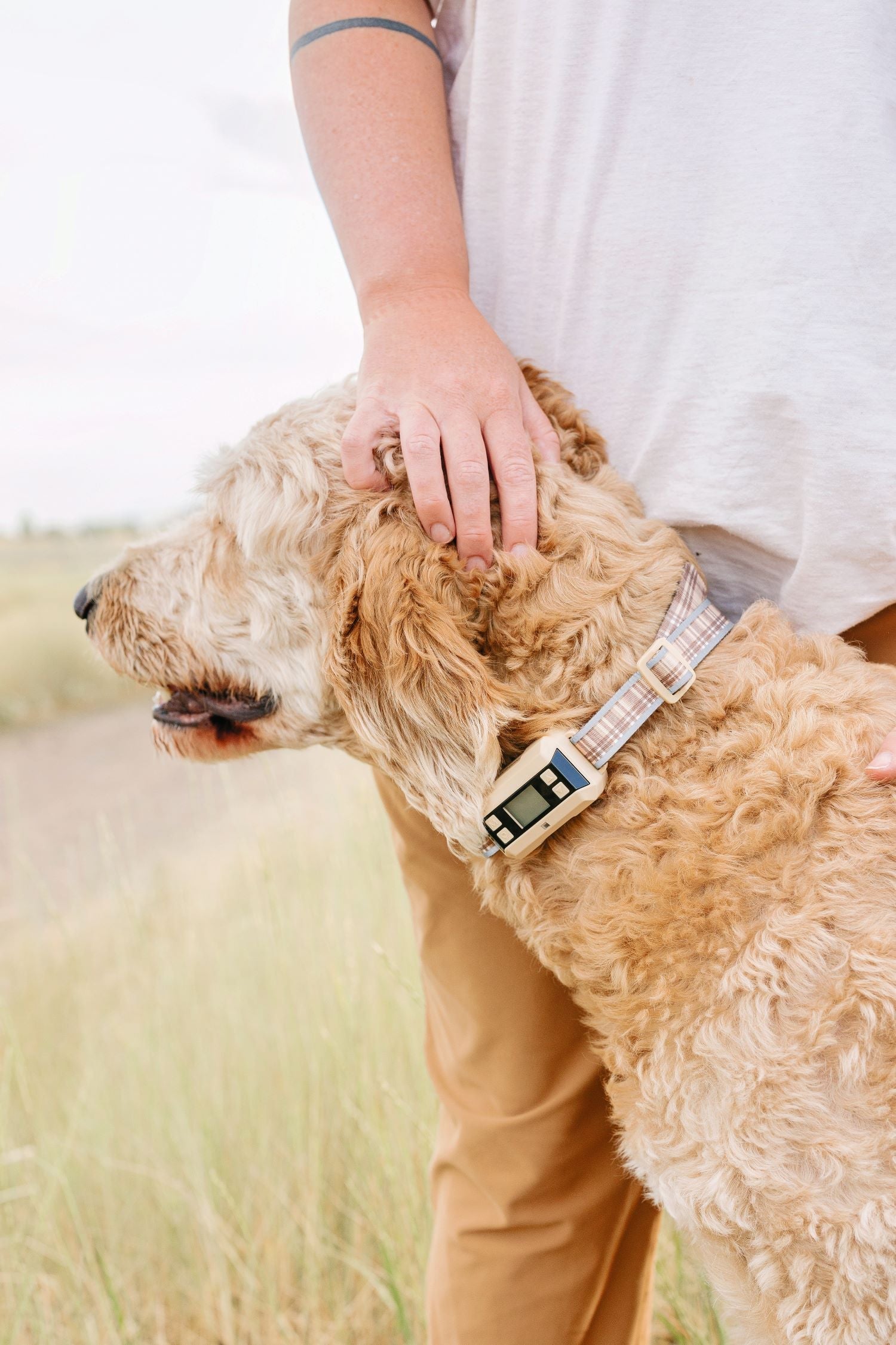 Real dog wearing a modern GPS tracking collar outdoors