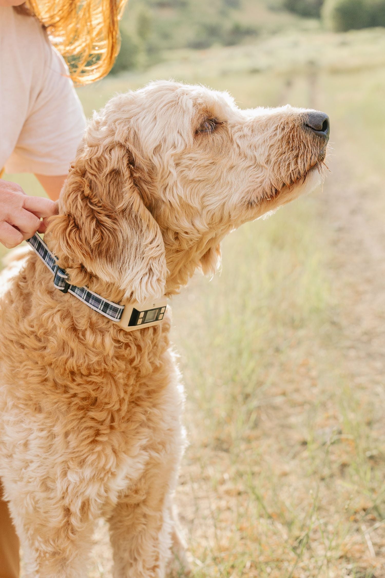 GPS Dog Fencing