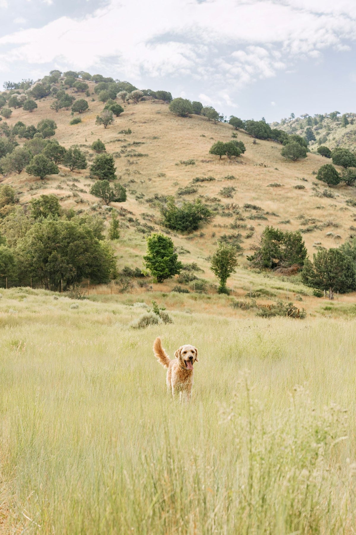 Wireless Dog Collars and Extreme Weather: What You Need to Know