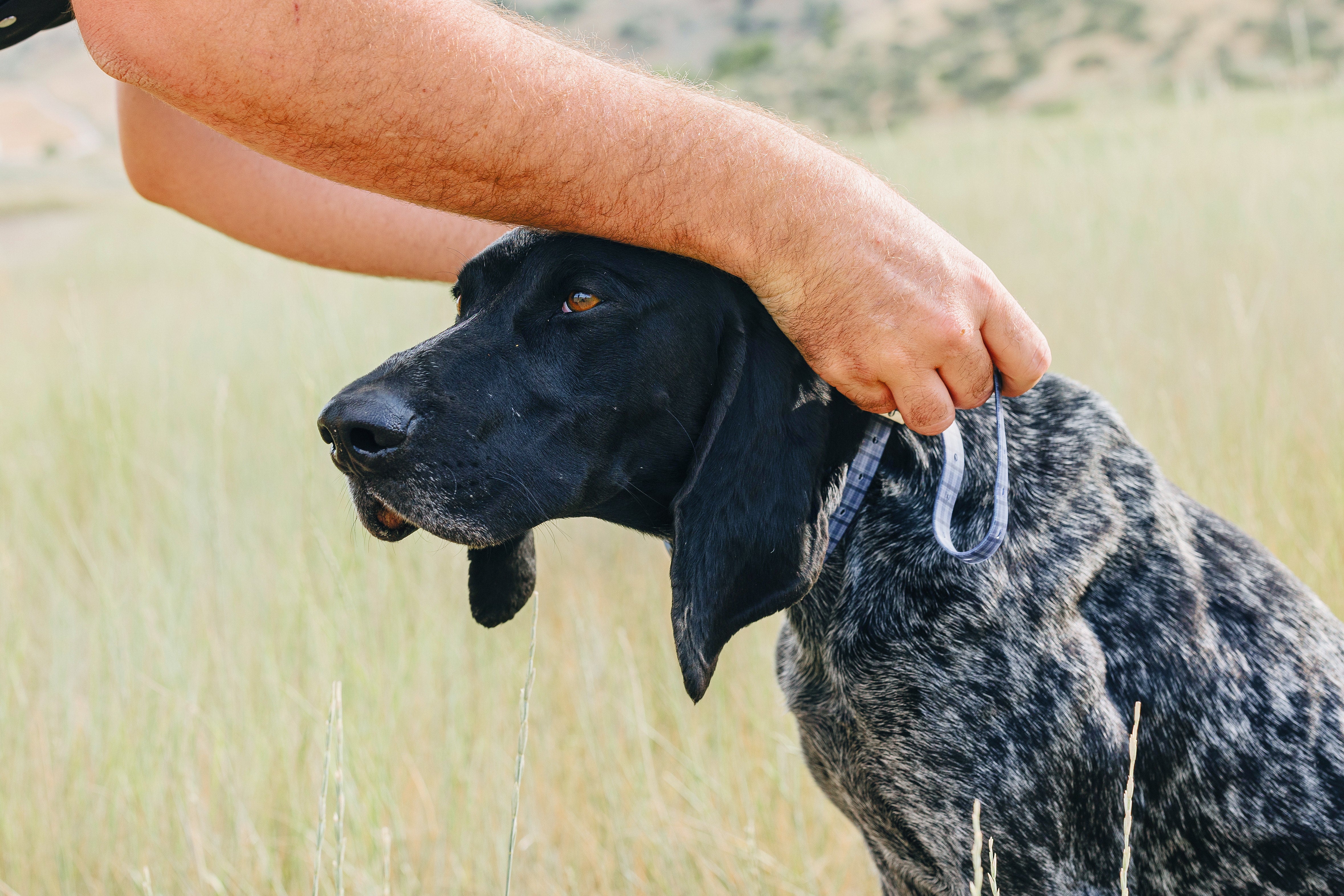 The Best Halo Collar Alternatives
