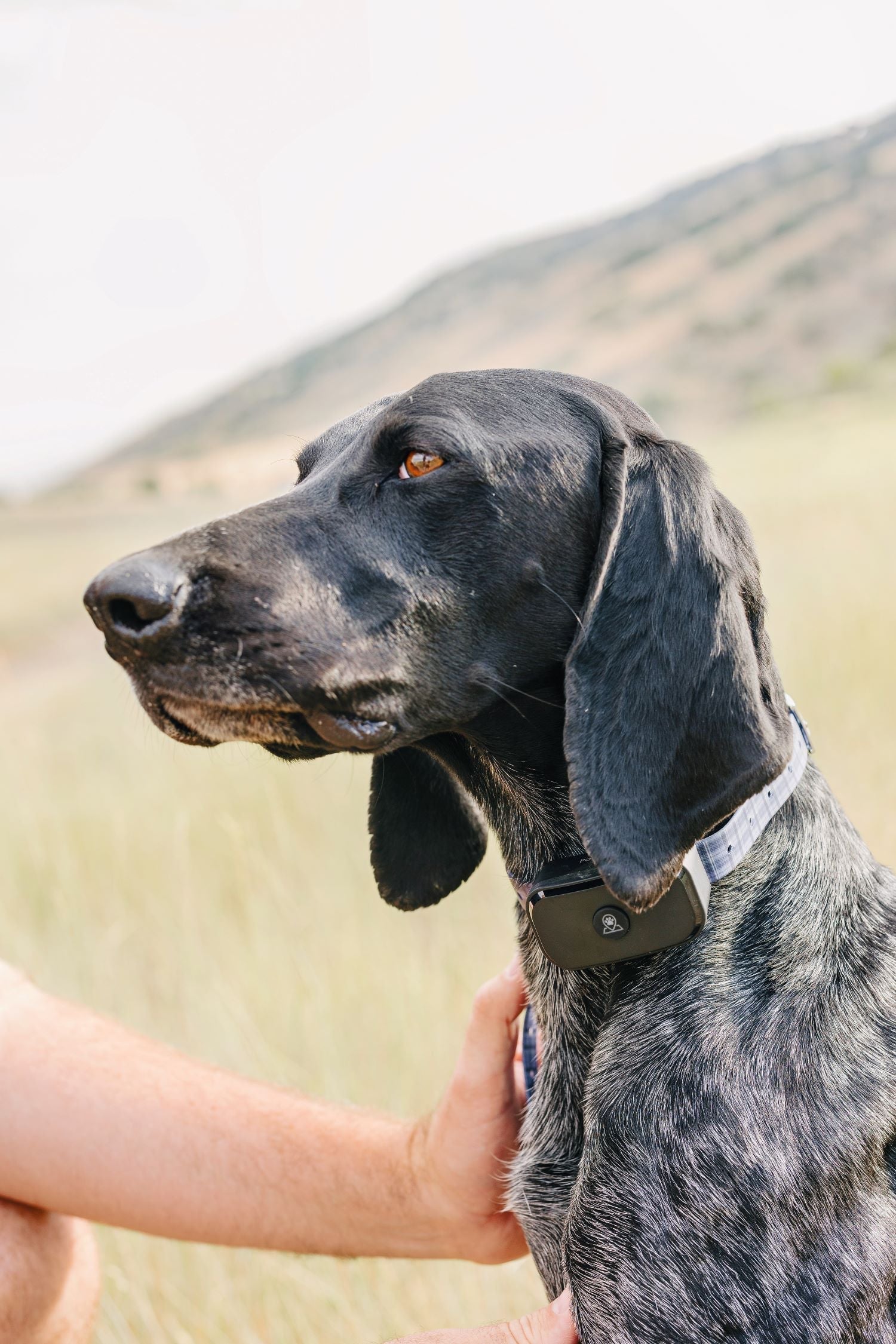 GPS Dog Collar