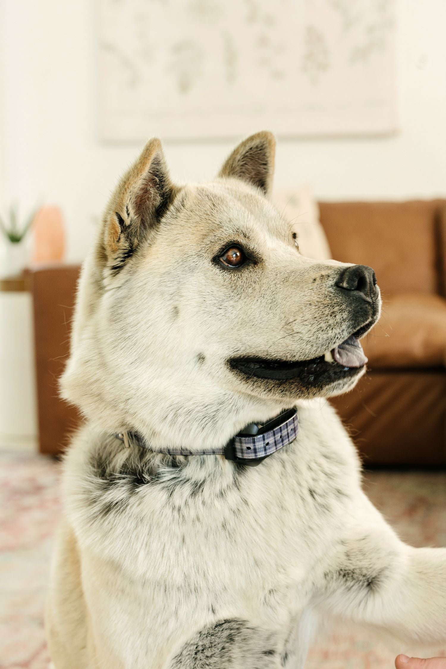 Wireless Dog Collars