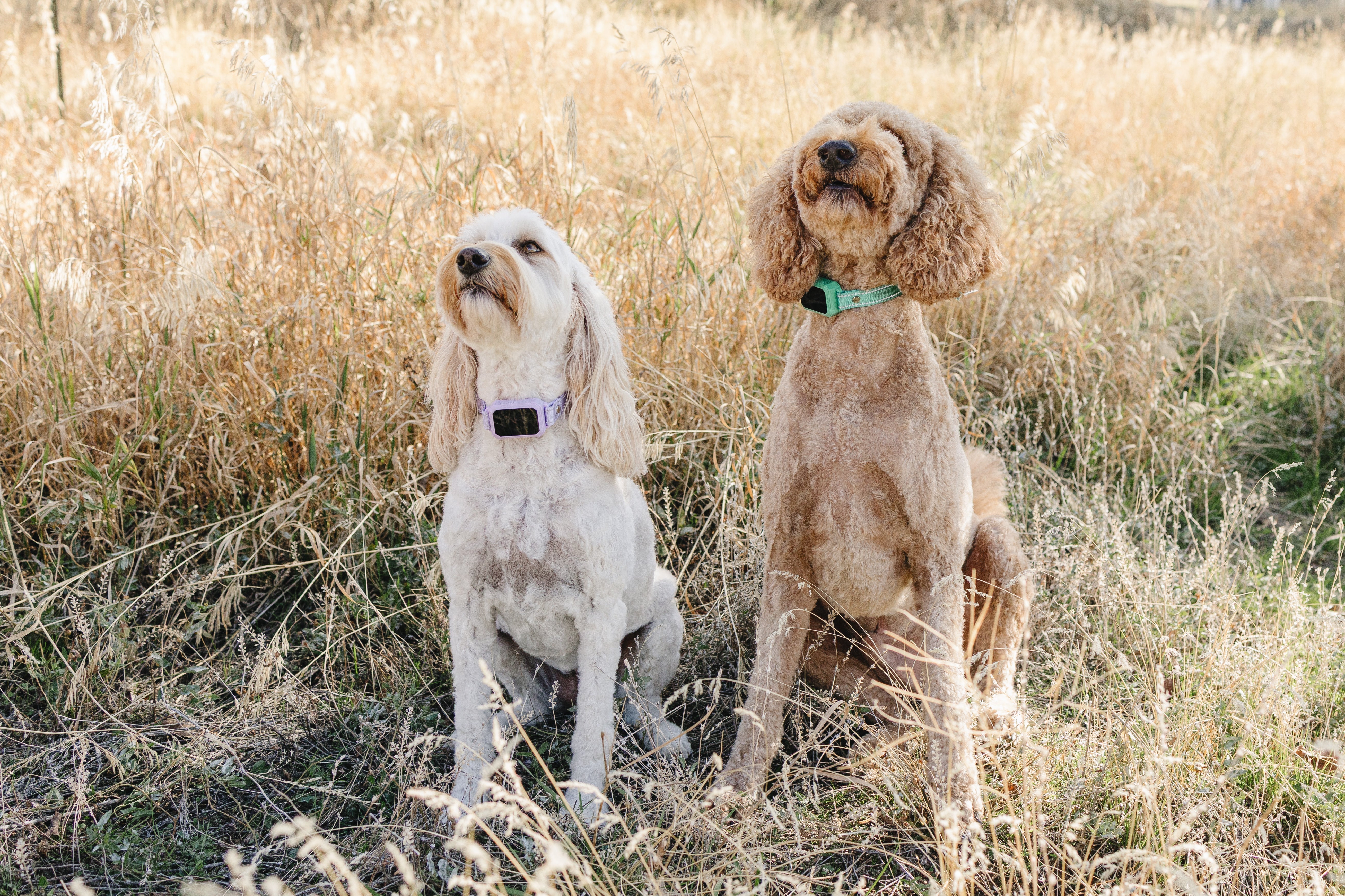 PetSafe Alternatives: 4 Best Wireless Dog Fences to Consider