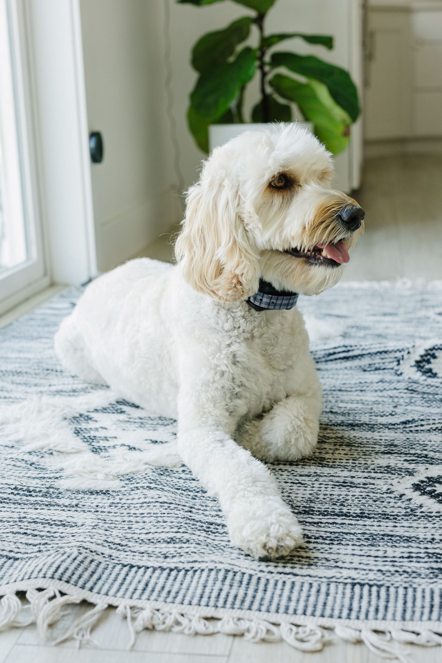 Top 5 Reasons Every Dog Owner Needs a GPS Collar