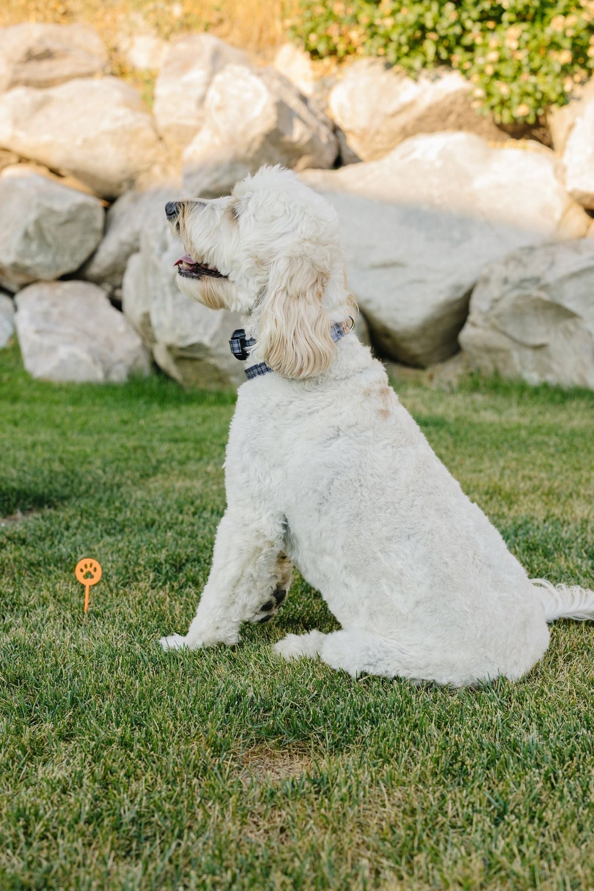 Dealing with Stubborn Dogs: Advanced Wireless Collar Training