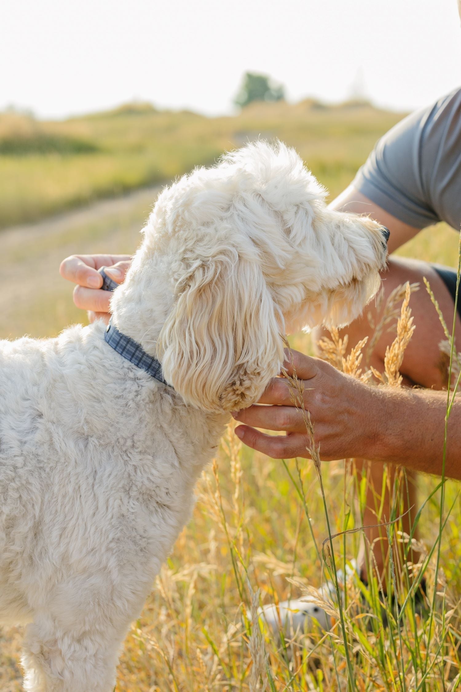 Custom Pet Collars as Fashion Accessories