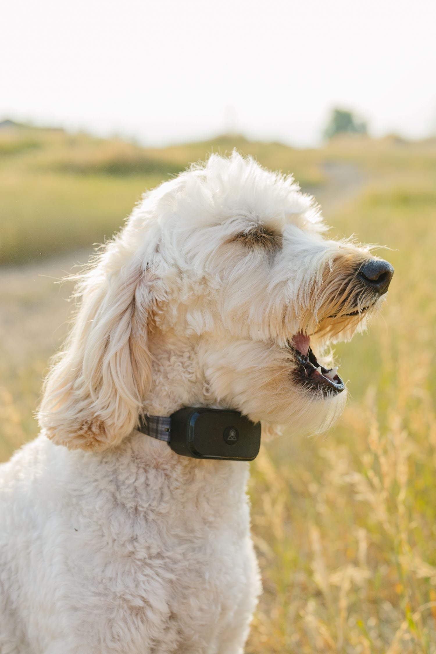 Dog Collar or Dog Harness