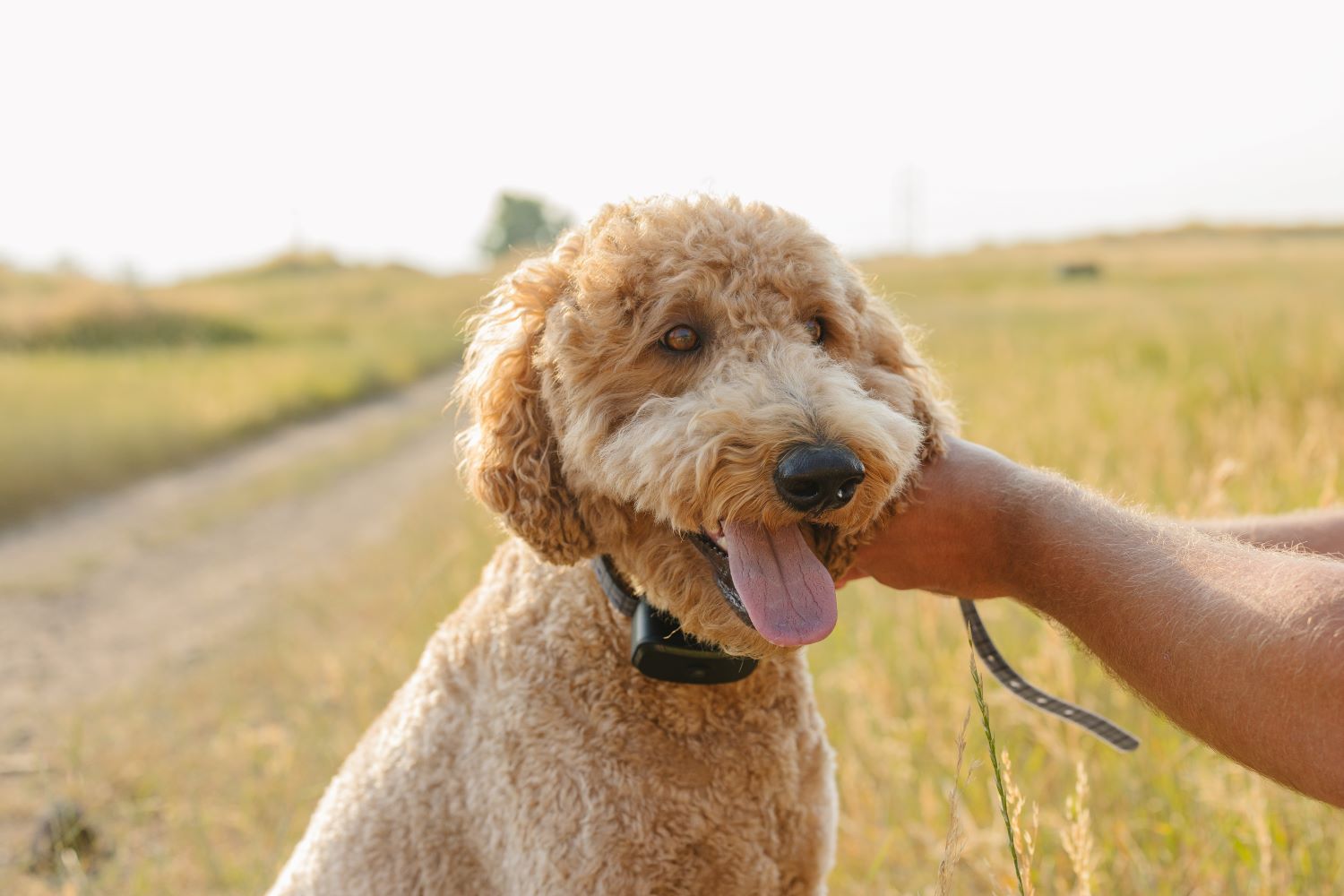 Wireless Dog Collars