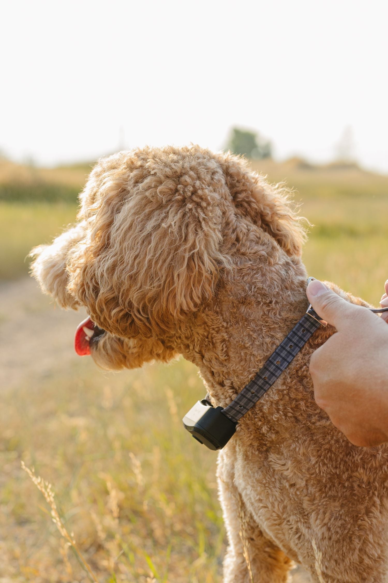 GPS Dog Collars for Training and Behavior Modification