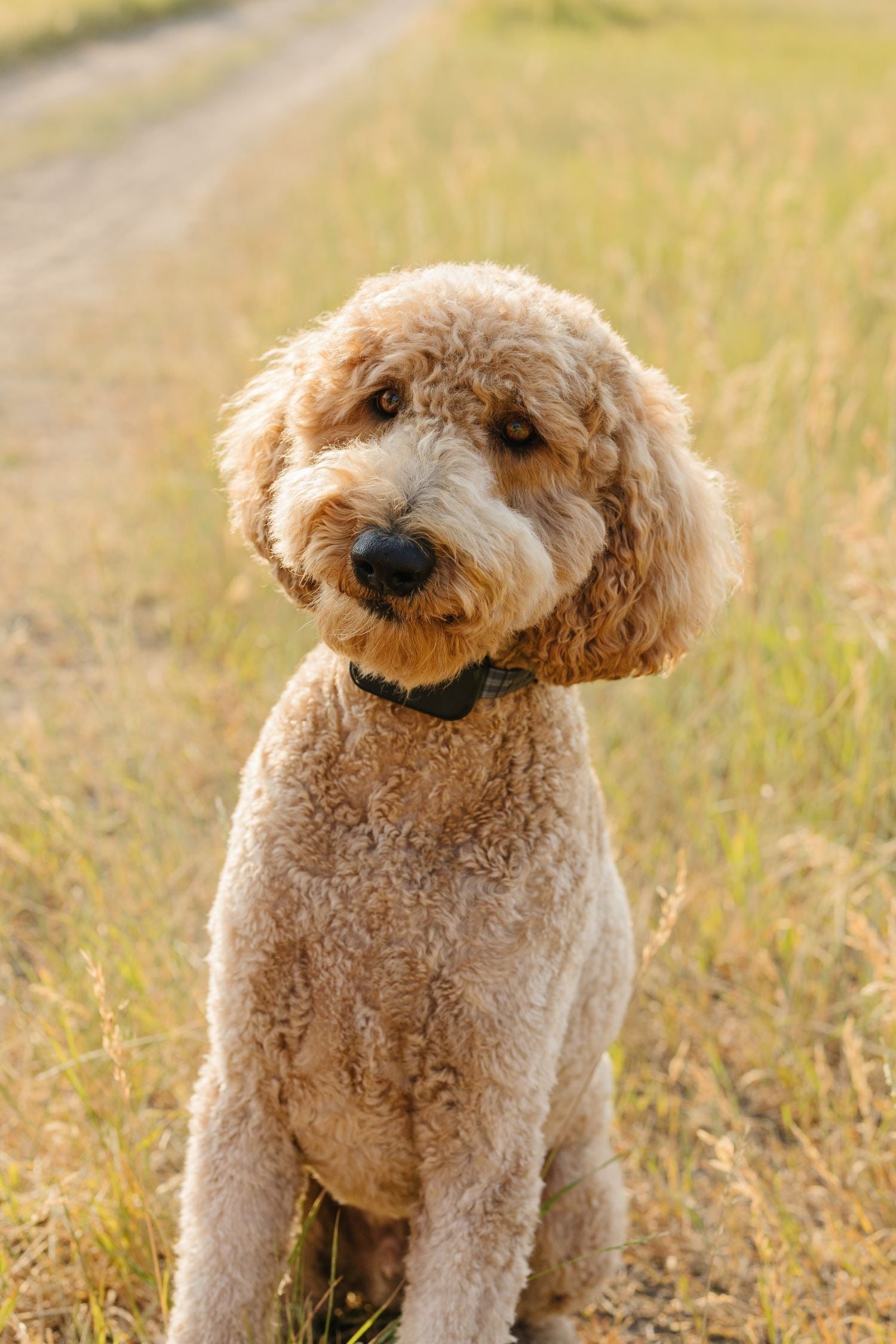 GPS Dog Fences for Off-Leash Adventures