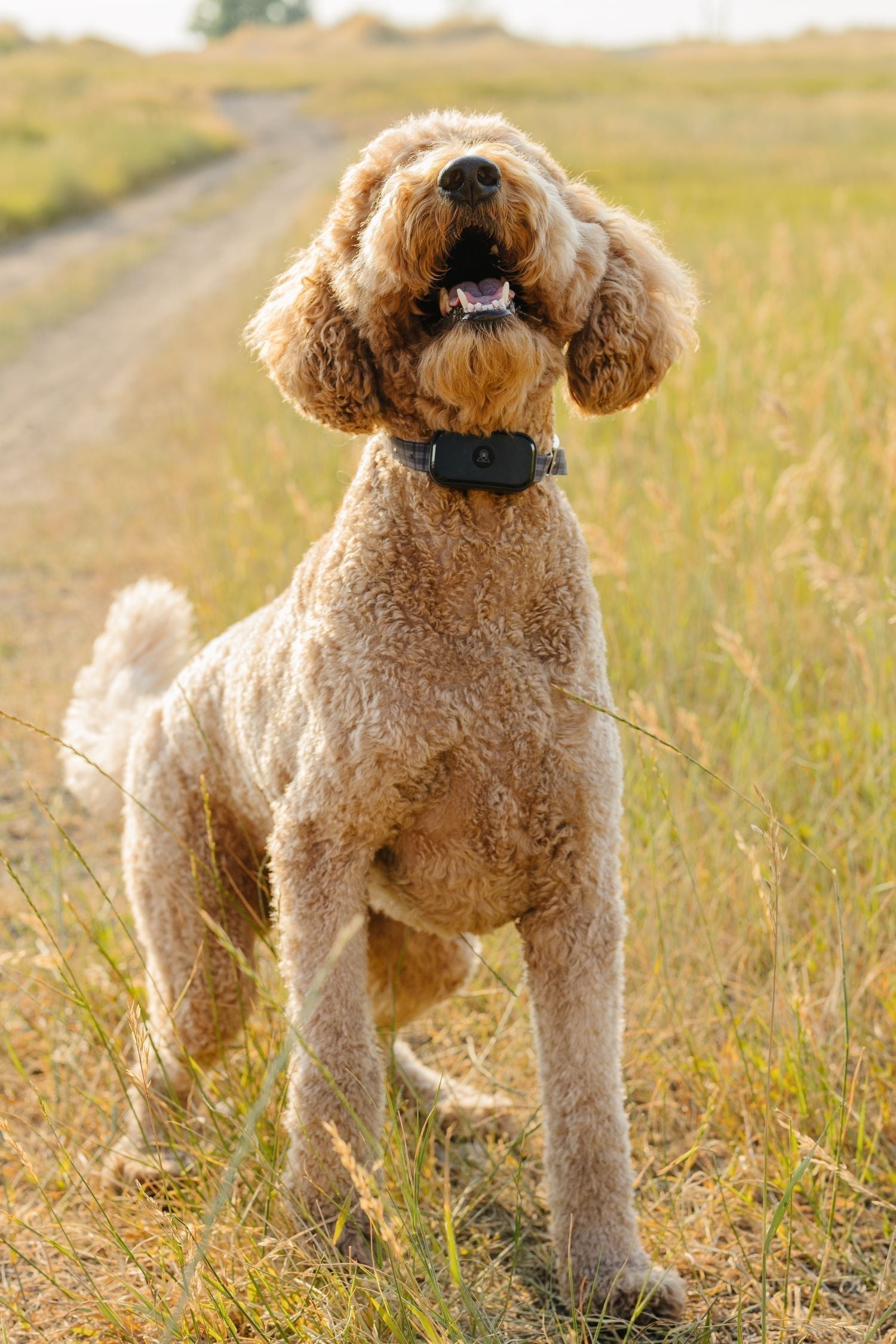 GPS Wireless Dog Fence