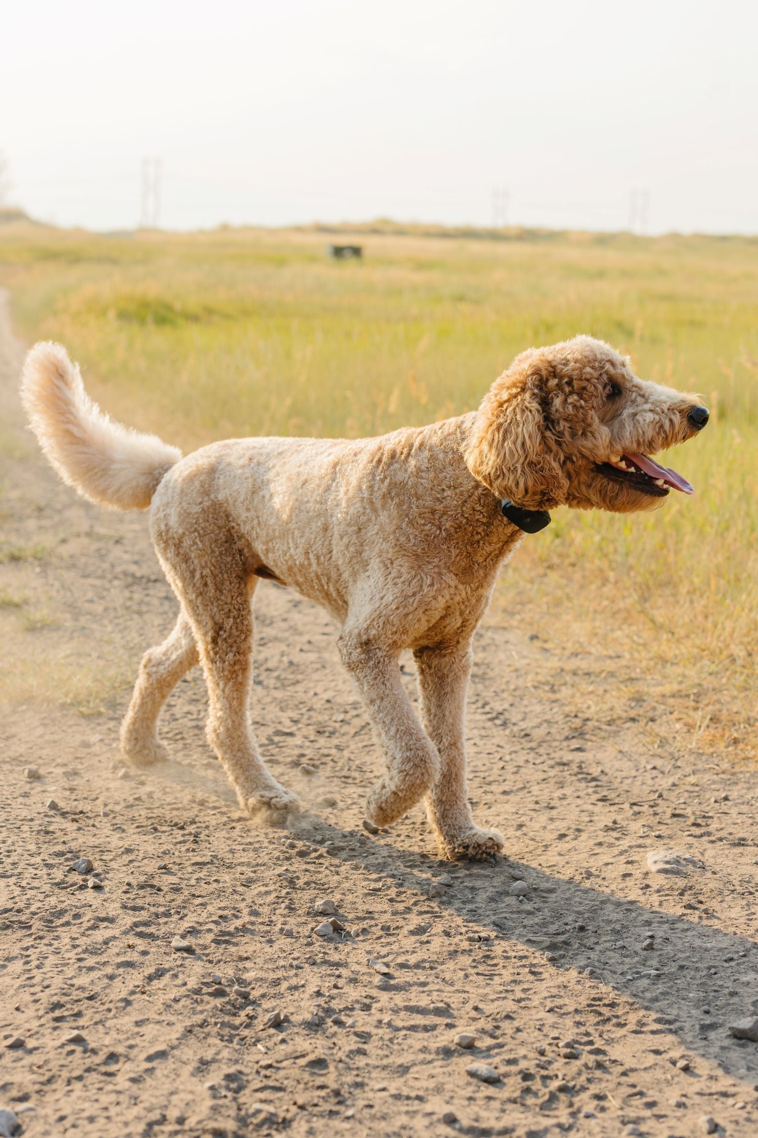 Troubleshooting Wireless Dog Collar Issues
