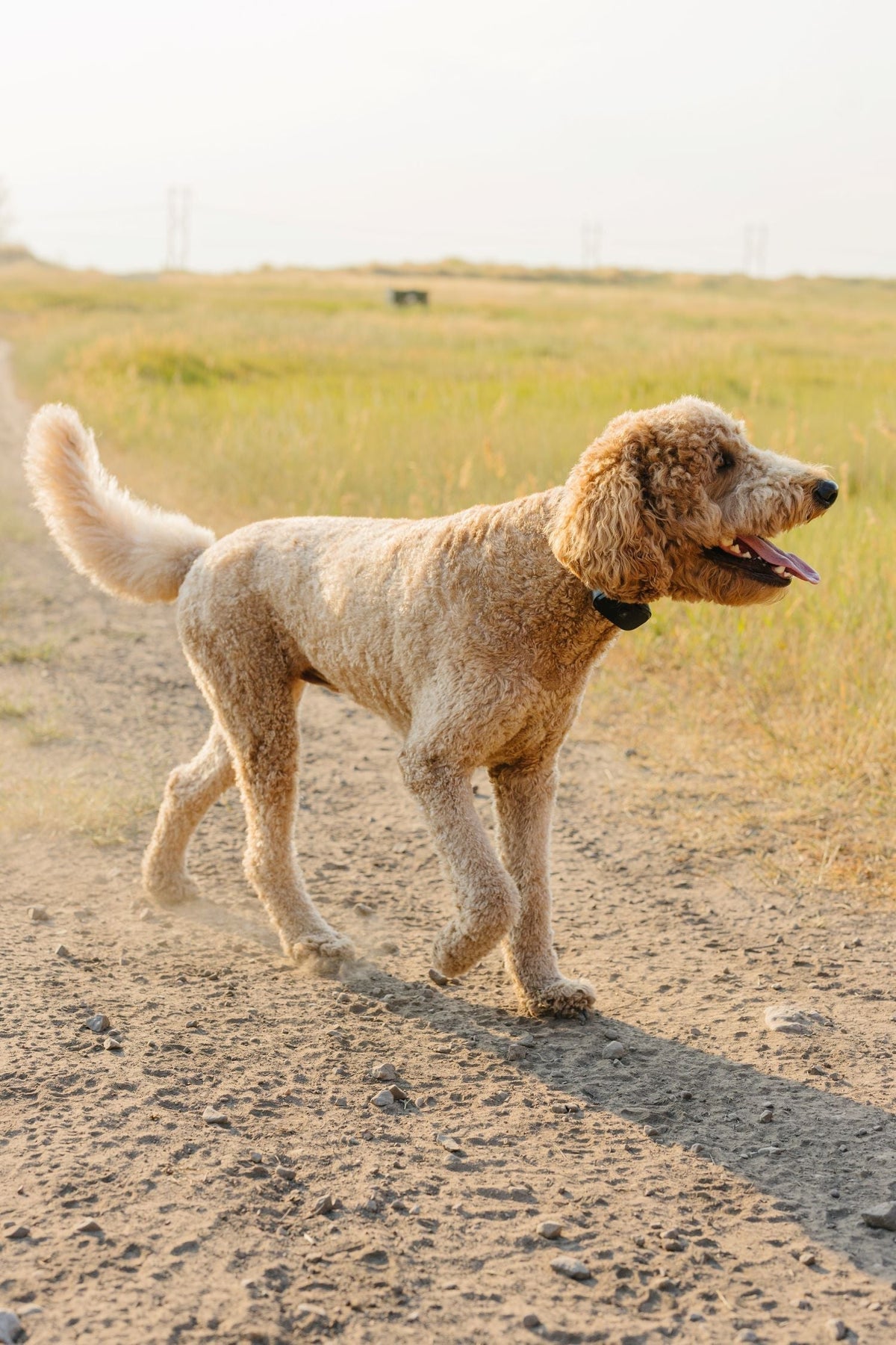 Troubleshooting Wireless Dog Collar Issues