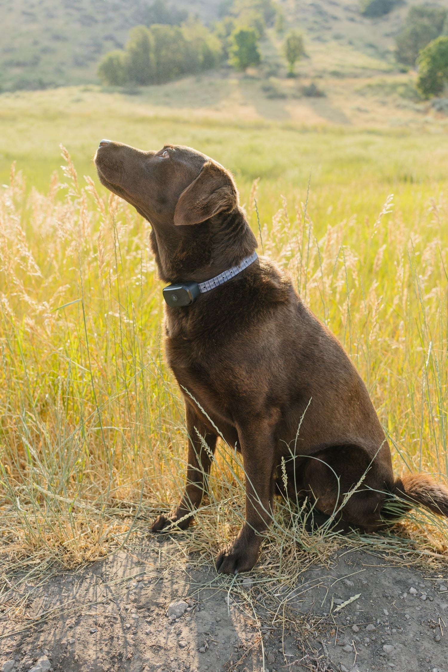 Wireless Dog Fence system