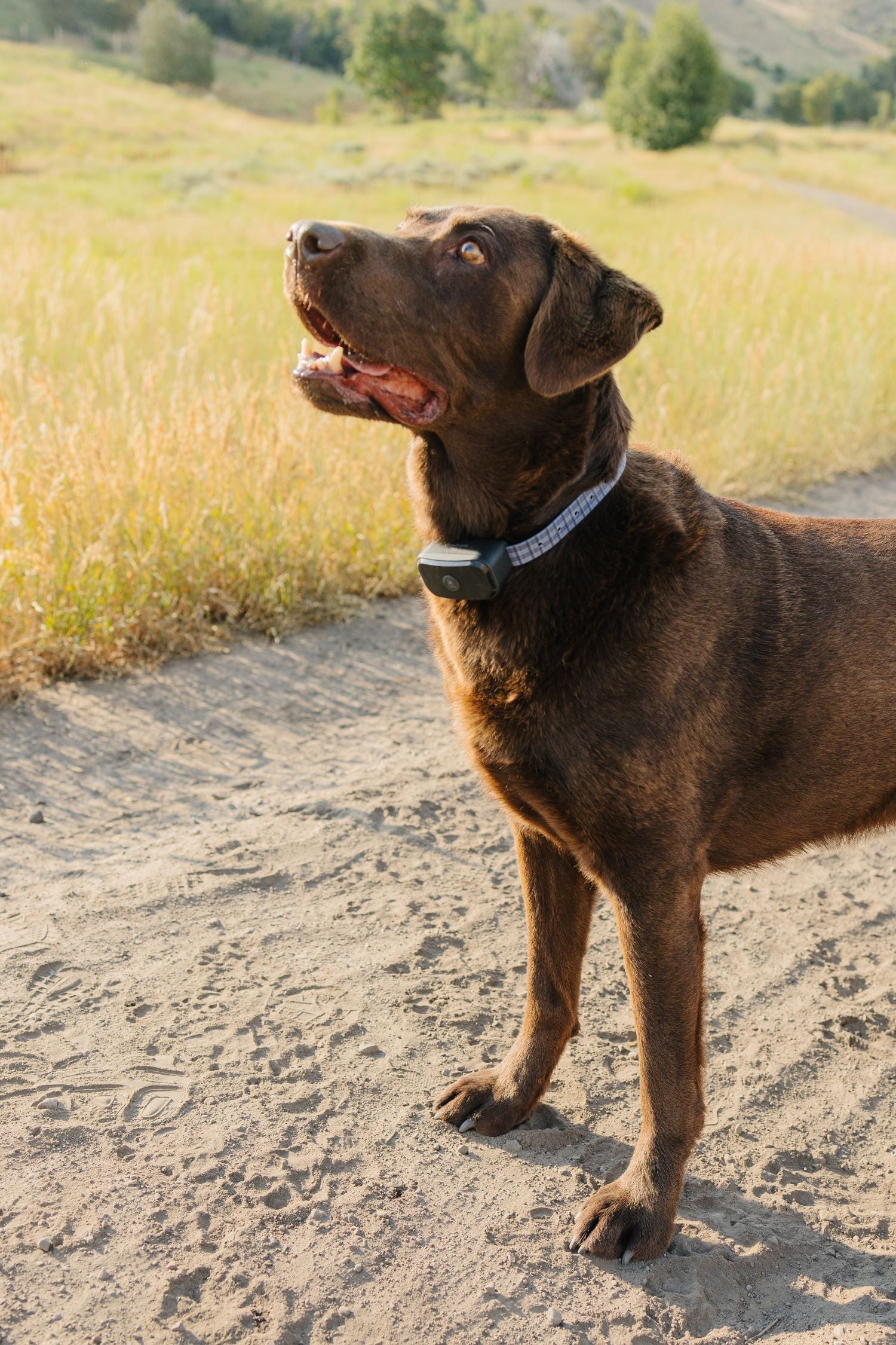 GPS Wireless Dog Fence 