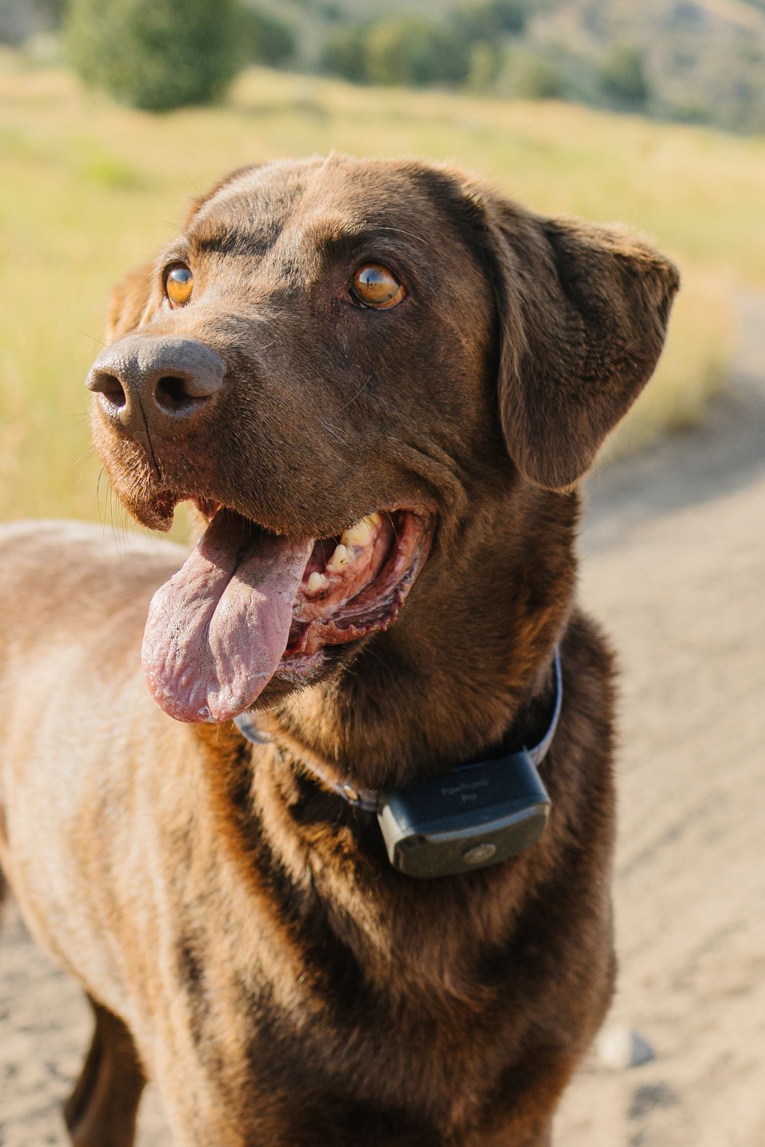 Pet Collars