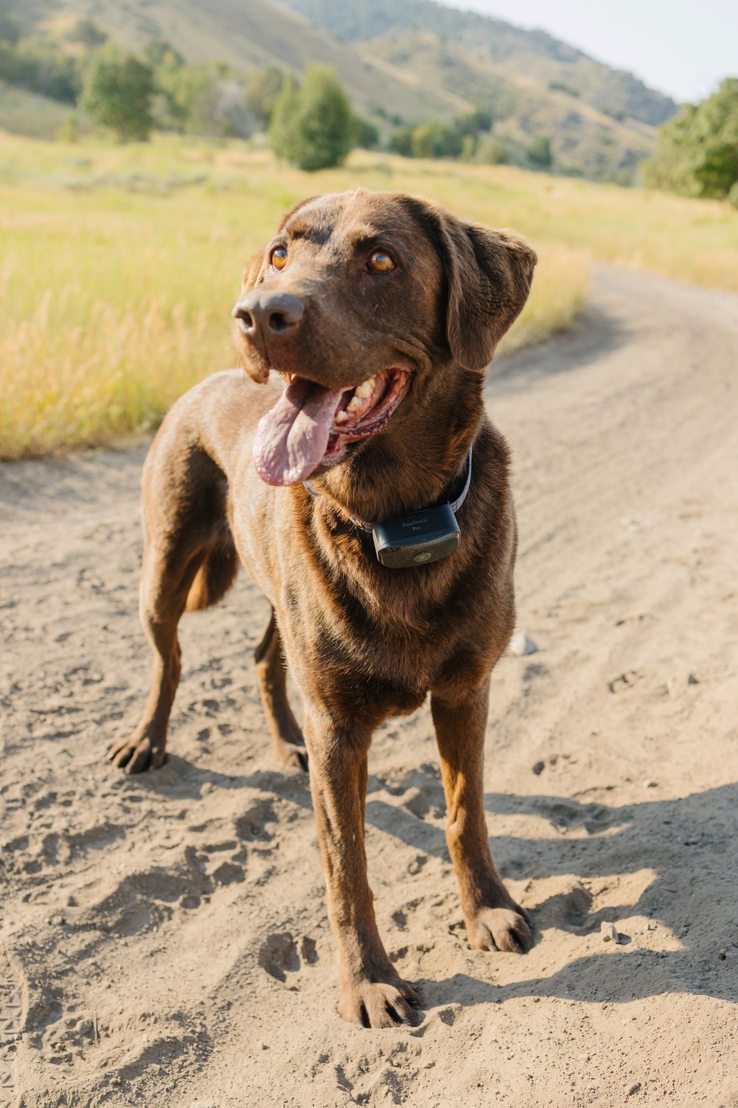  GPS Wireless Dog Fence Collar