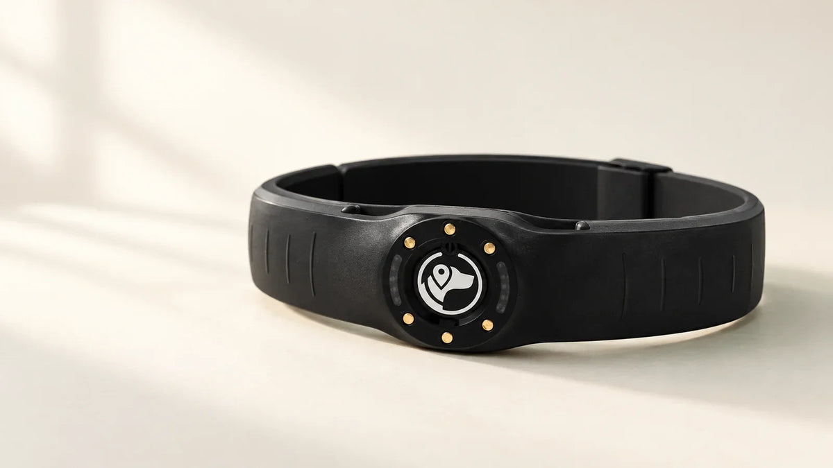 Black SpotOn Nova GPS fence collar shown from the front on an ivory background