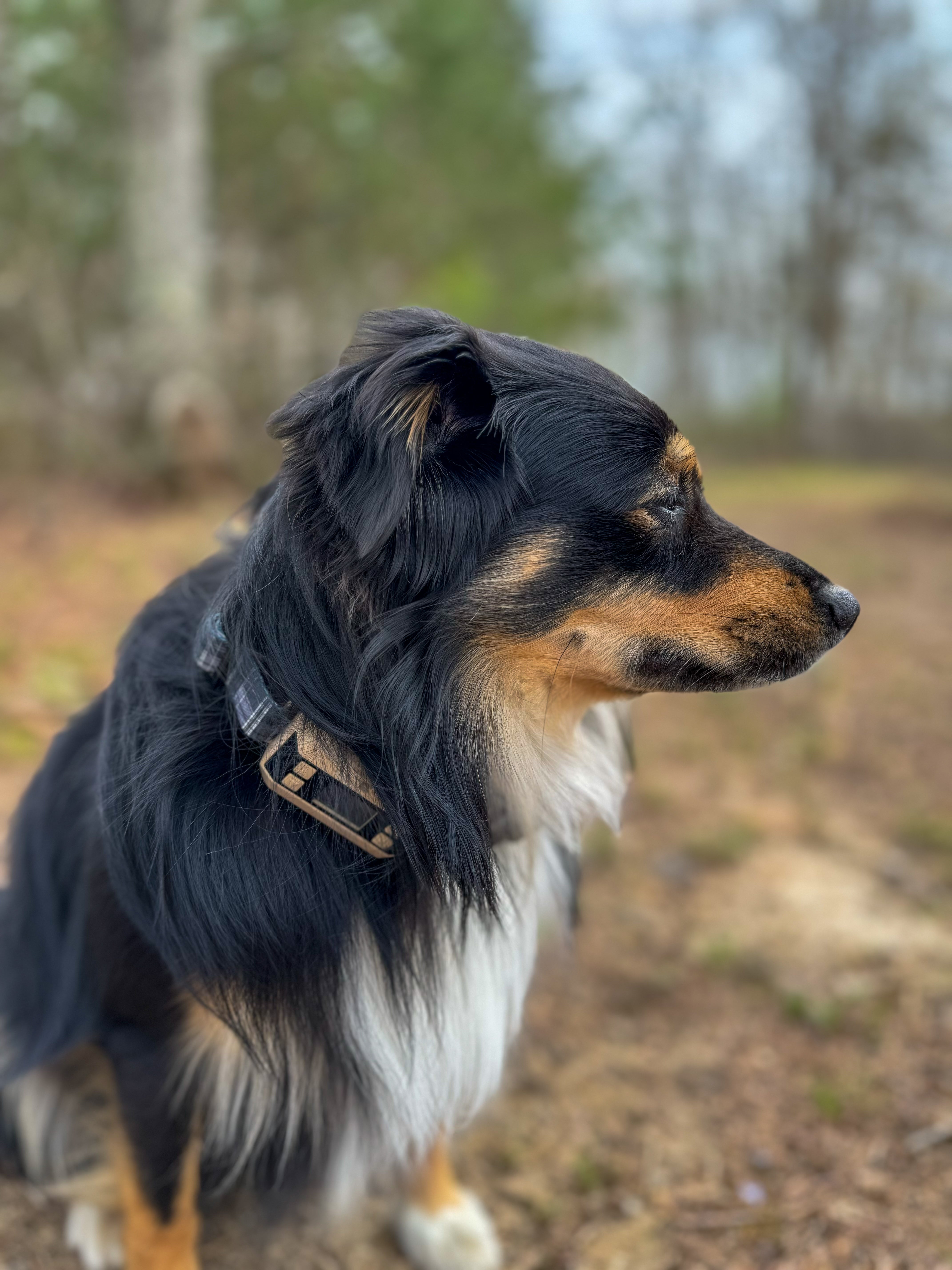 PawTronic Classic Wireless Dog Fence - GPS Dog Fence Collar