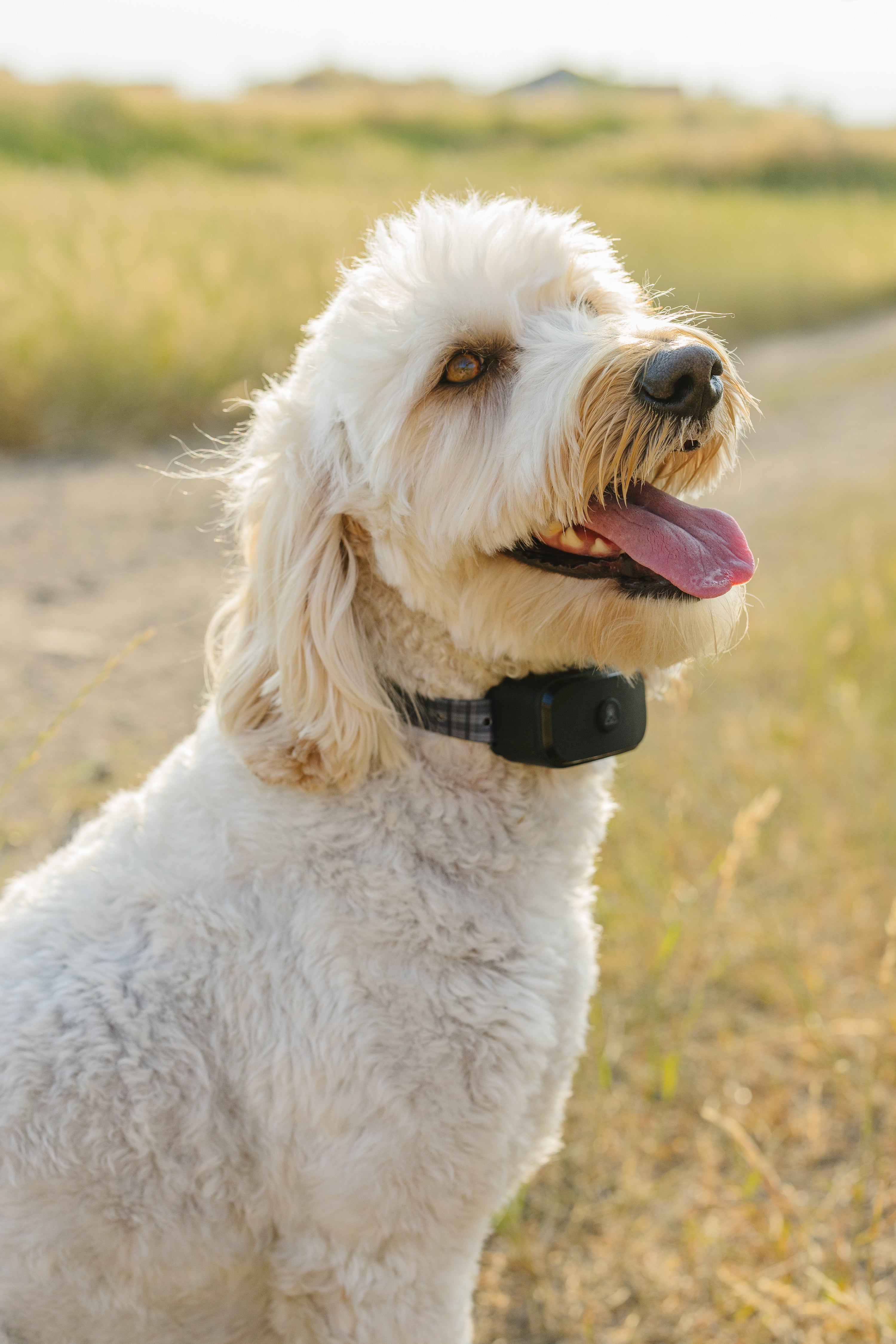 PawTronic Pro Series Wireless GPS Dog Fence pawtronic-pro-series-wireless-gps-dog-fence