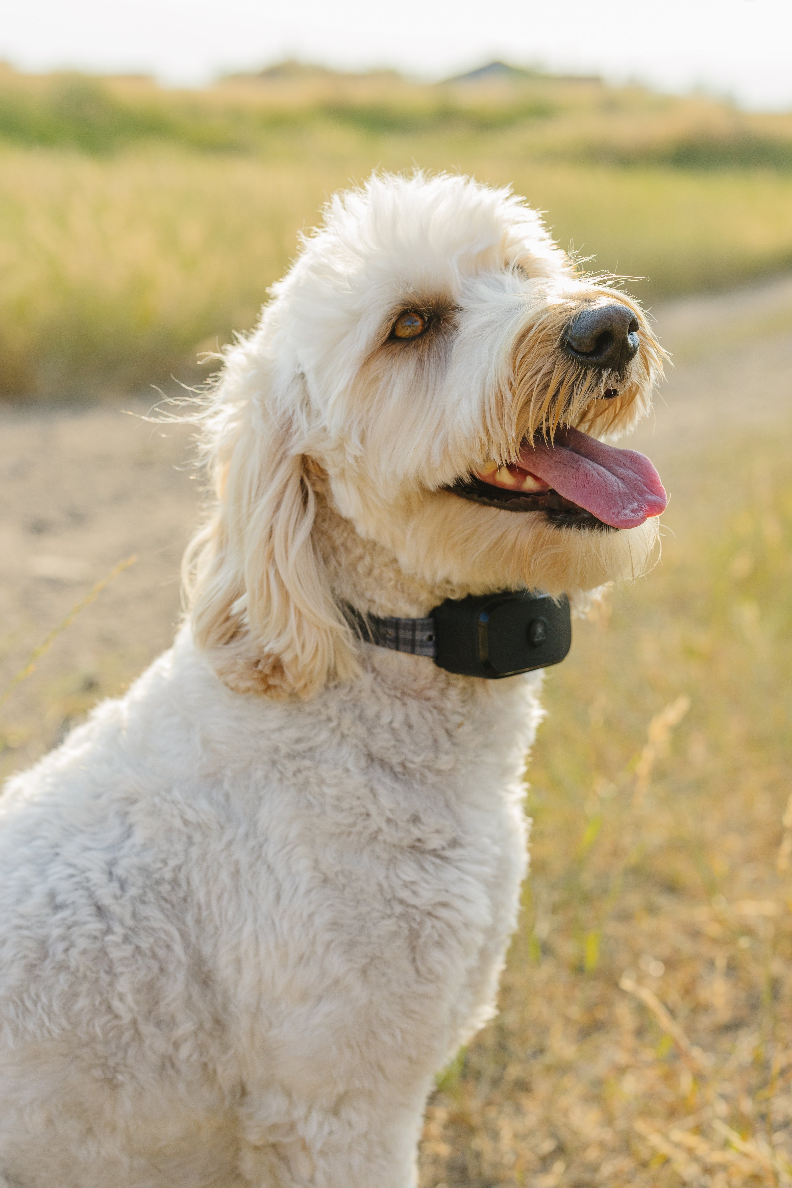 Pawtronic GPS Dog Fence | Accurate Swiss Tech, Waterproof